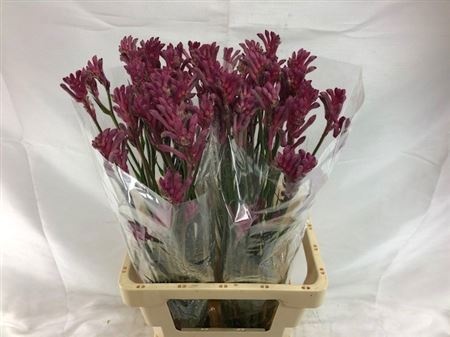 Анигозантус Мини Перл 70 (лаванд.), шт.