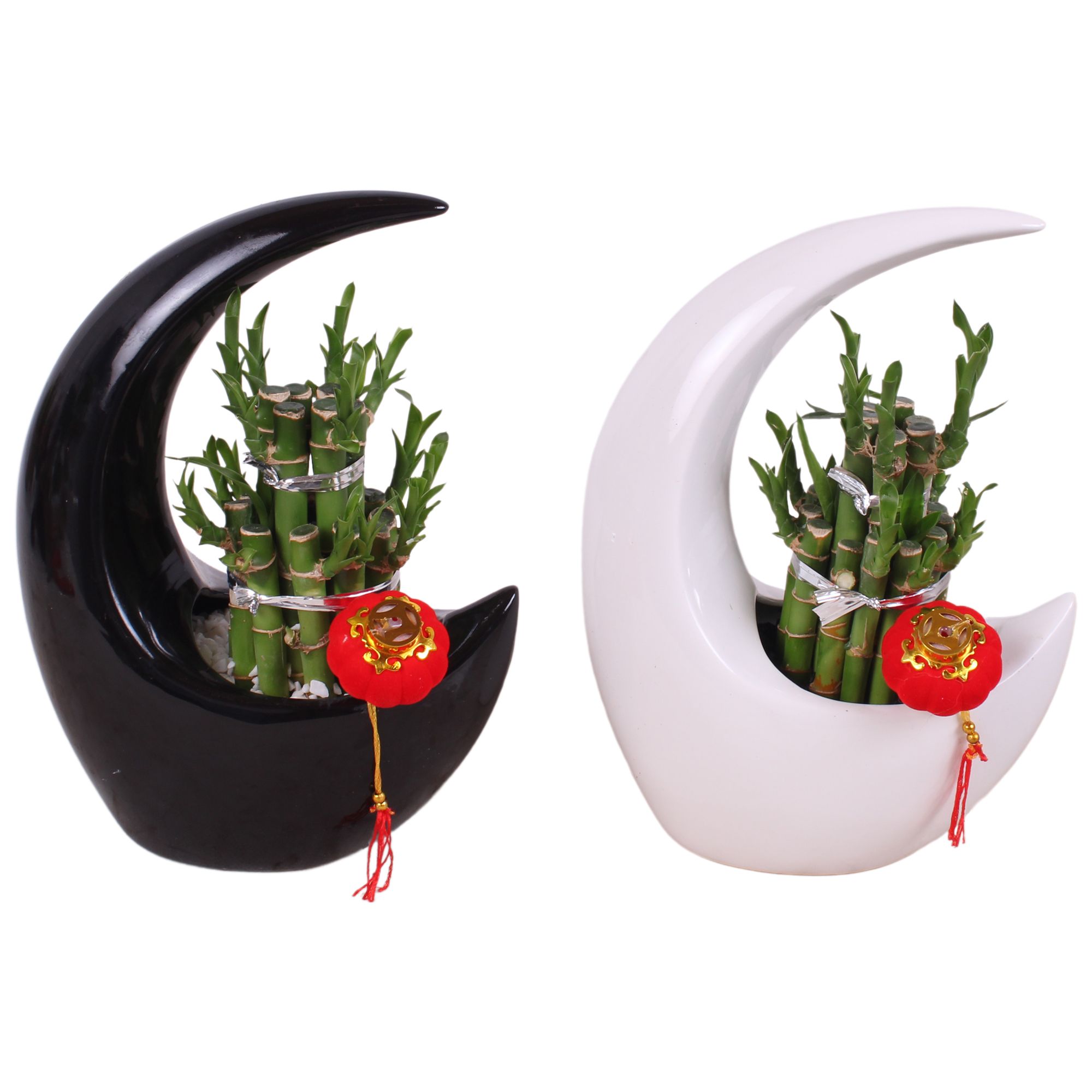 Lucky Bamboo Round 2Big in Moonshape pot Ø19cm, D 19