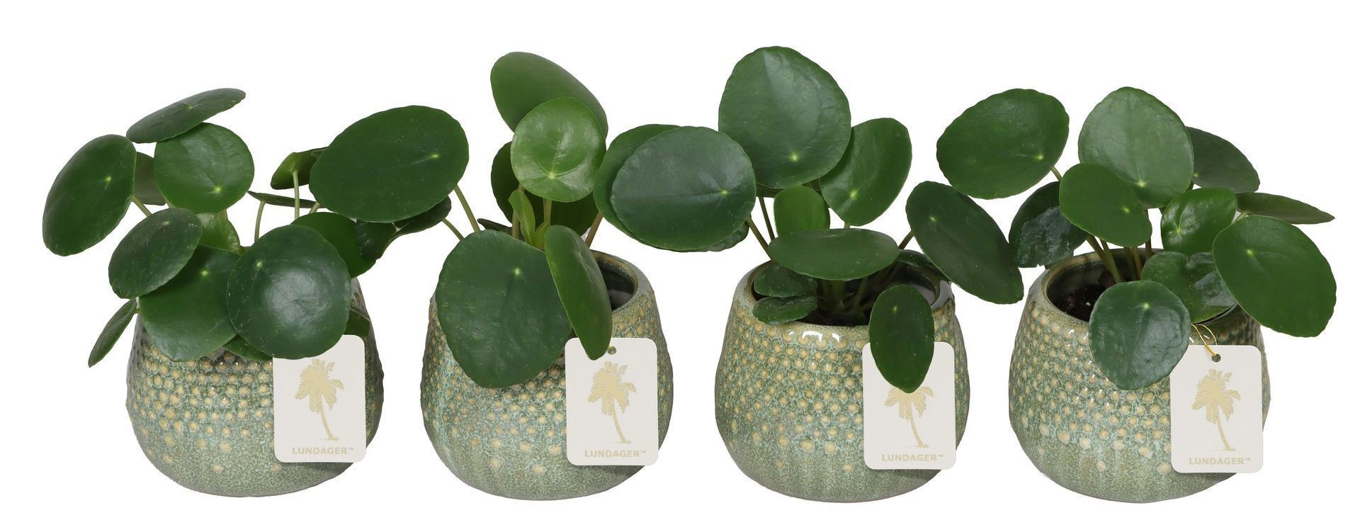 L 67271 With Pilea Peperomides 6 cm, D 6