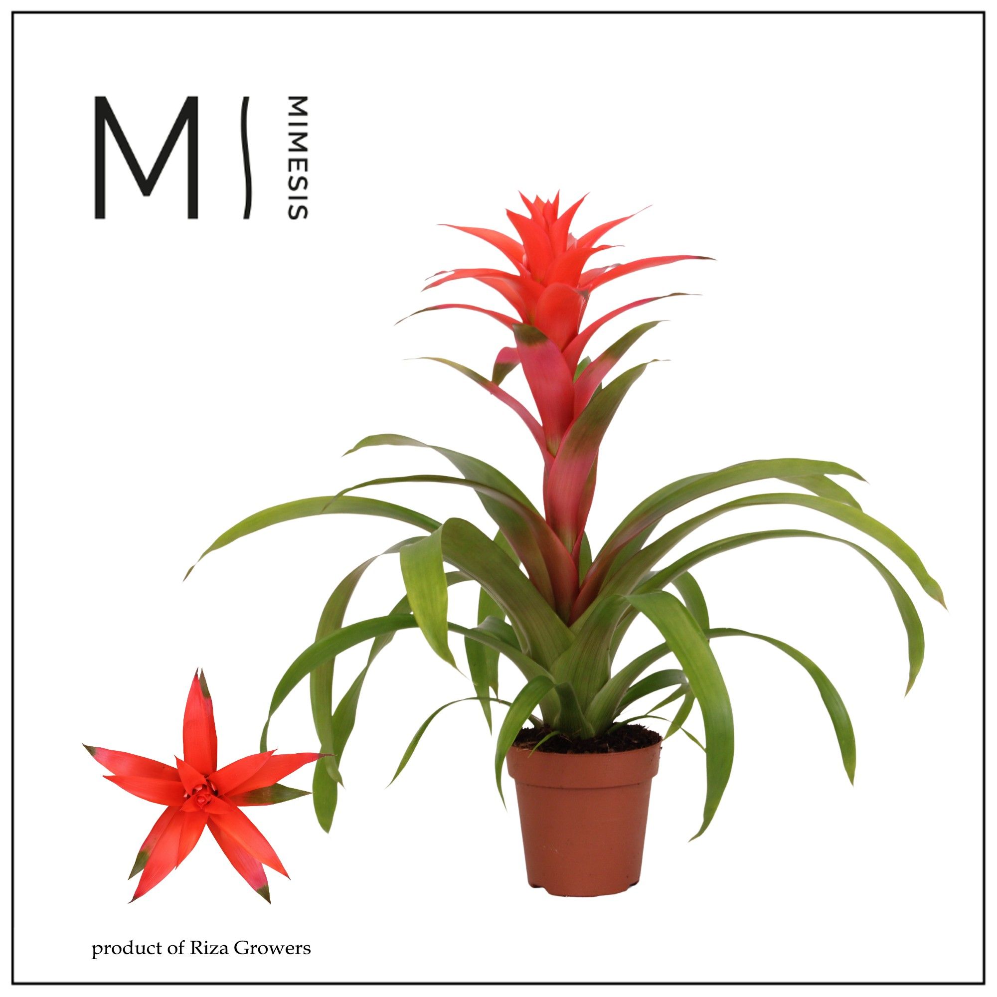 Guzmania Suerte Salmon - 12cm | Mimesis, D 12
