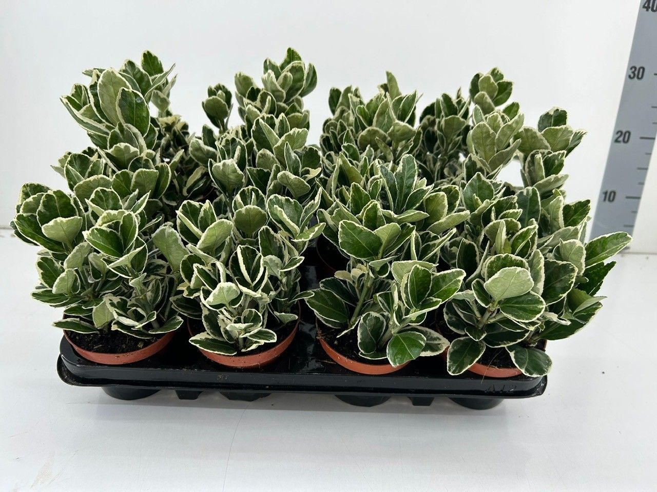 Euonymus Japonicus 'Katy' P9, D 9