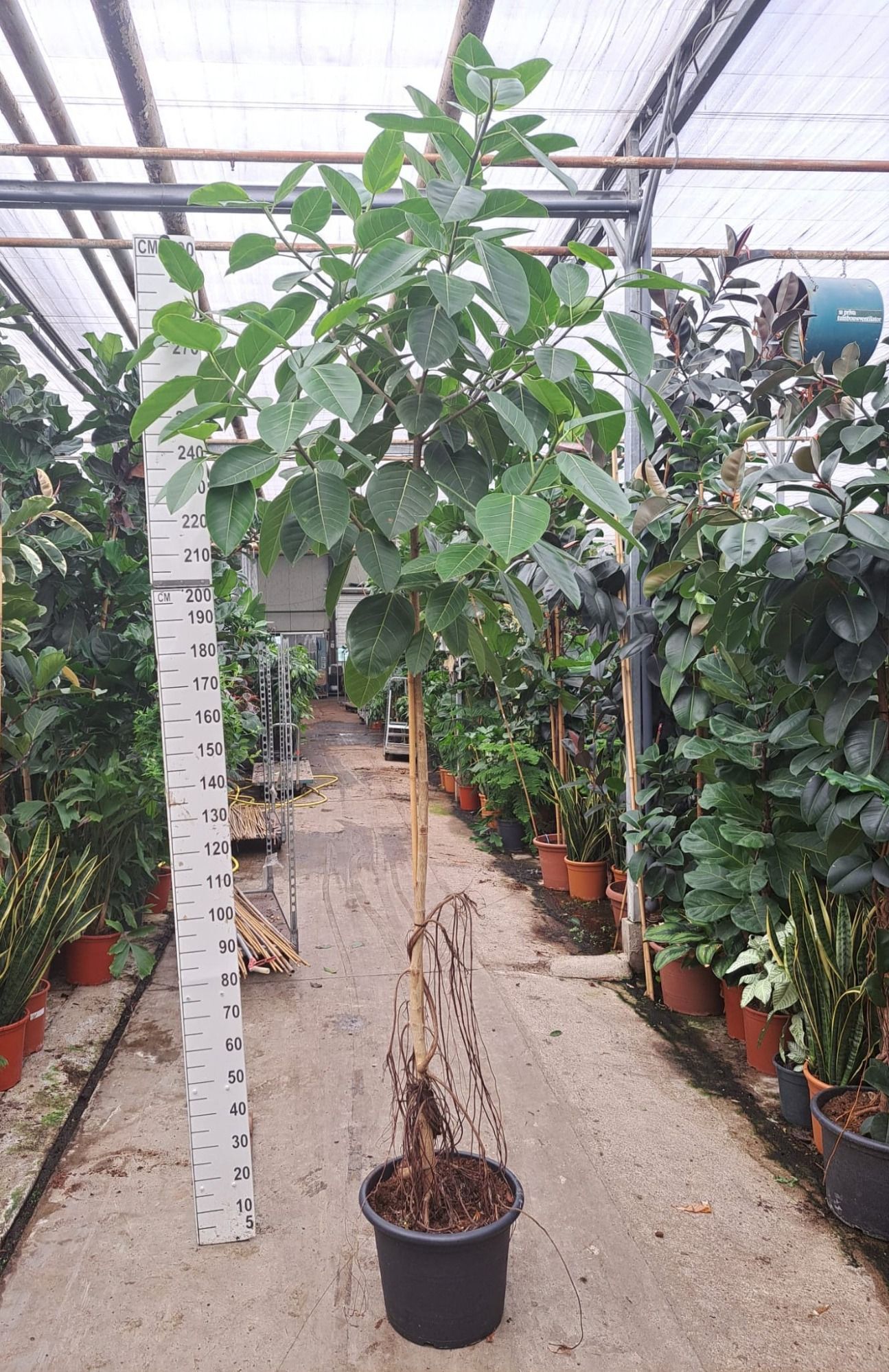 Ficus Altissima stam 300, D 45