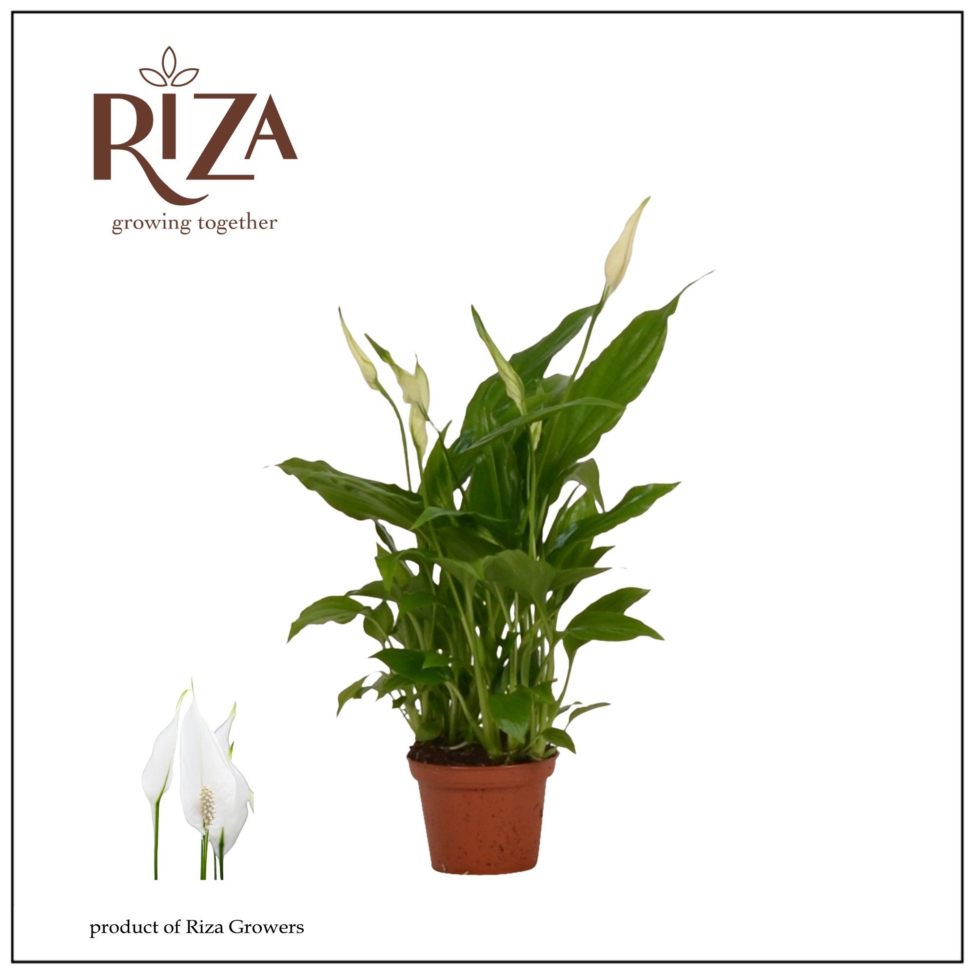 Spathiphyllum 6,5 cm Chopin, D 6,5