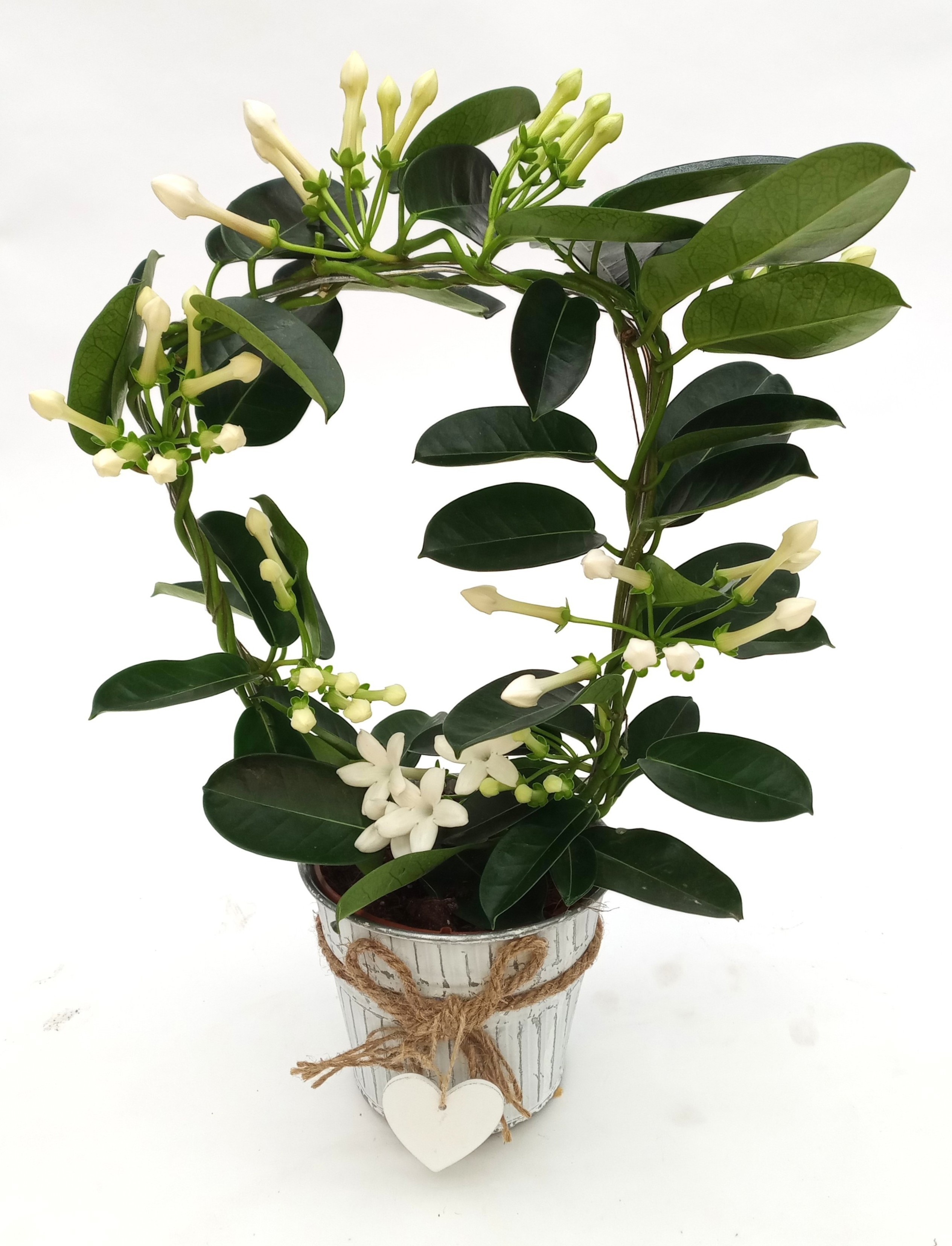 Steph Fleur Parfum 6-9 in Arr. Evi, D 12