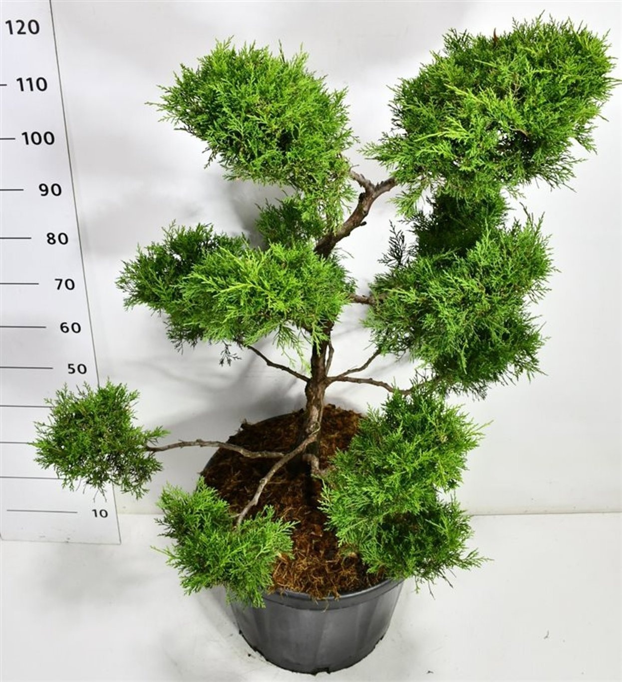 Juniperus pfitzeriana 'Old Gold', D 48