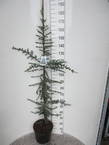 Cedrus libani Glauca 140-160 P30, D 30