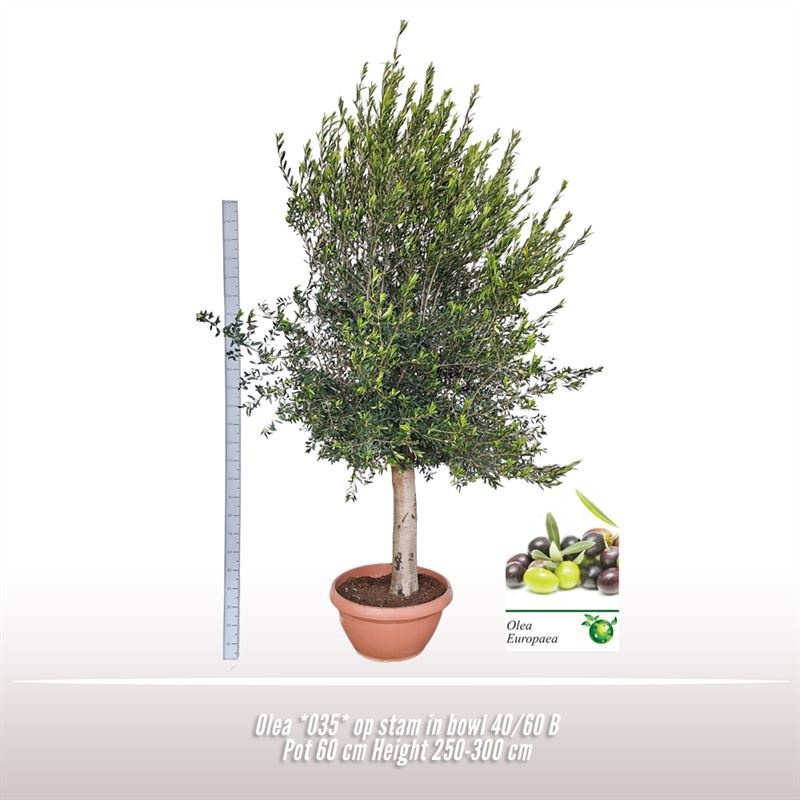 Olea *035* op stam in schaal 40/60, D 60