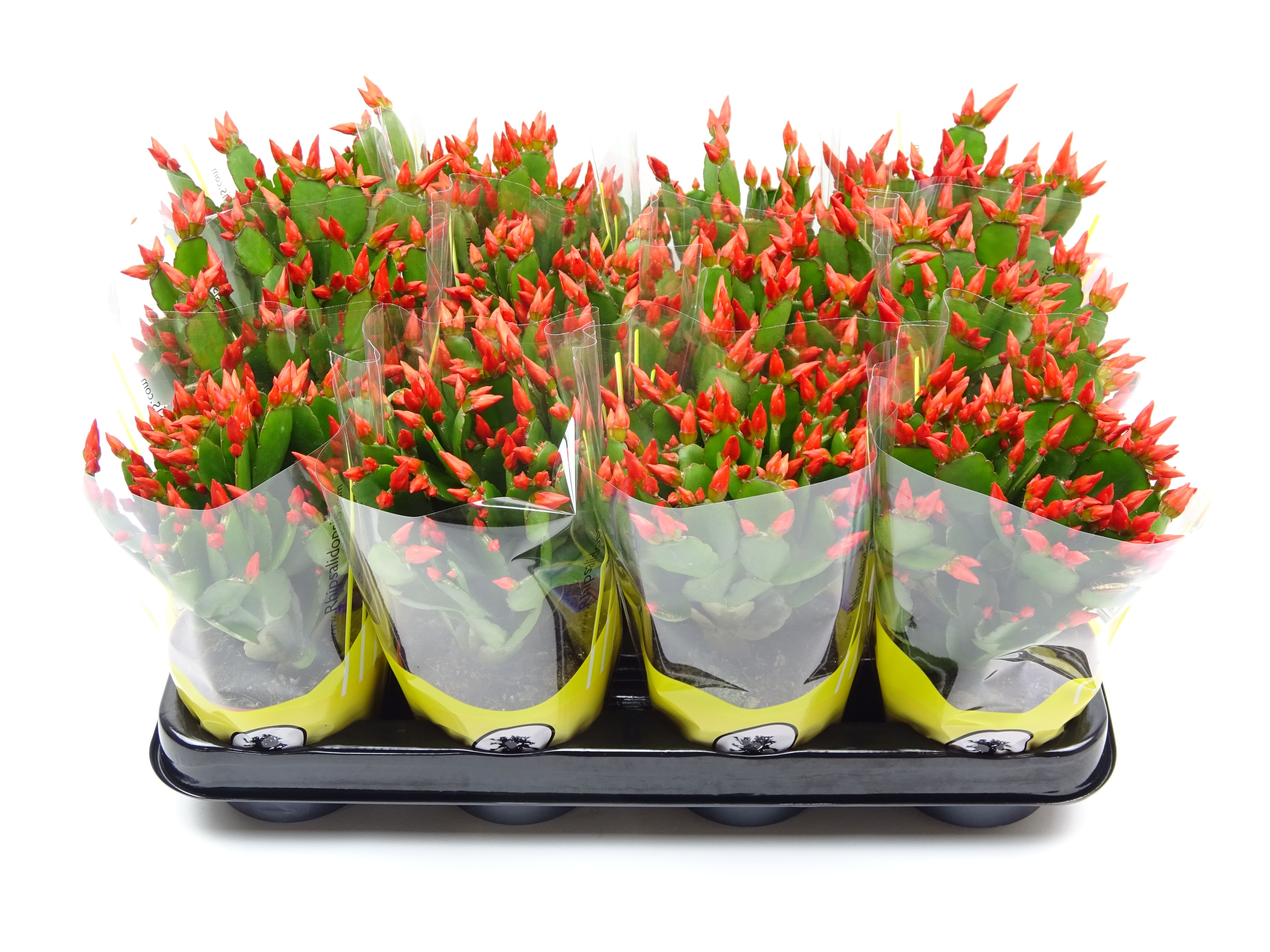 Rhipsalidopsis oranje 9 cm, D 9