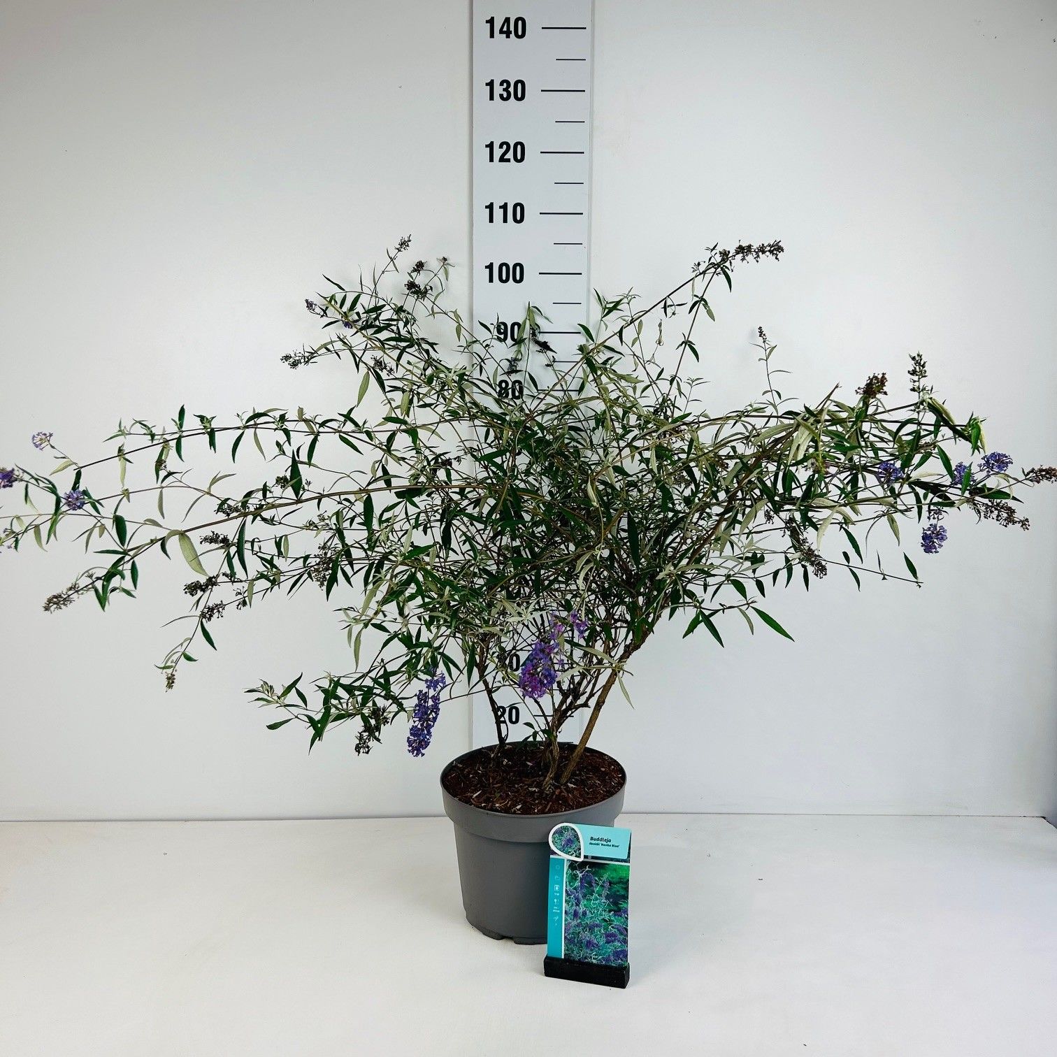 Buddleja davidii Nanho Blue, D 29