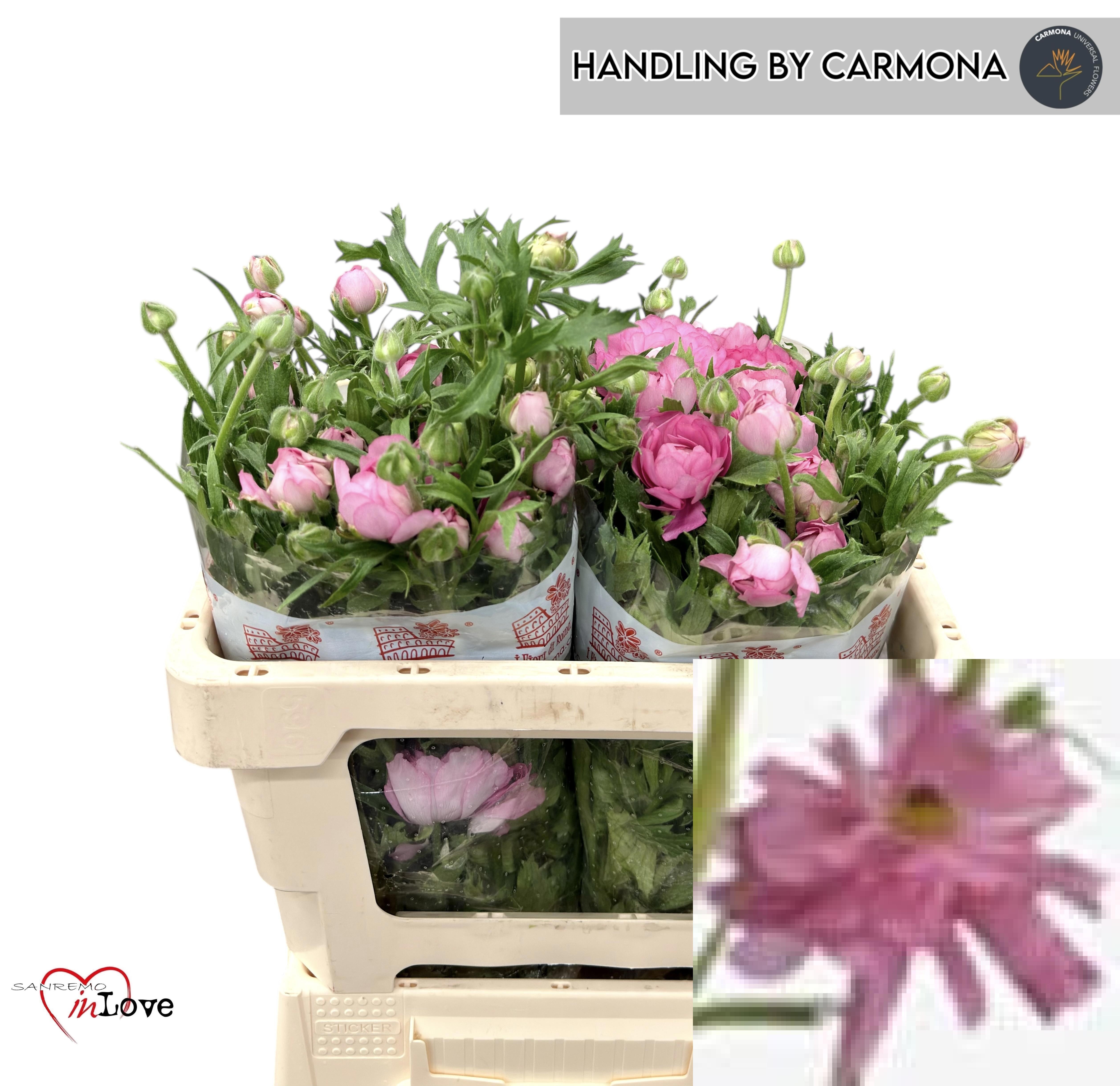 Ранункулус Модерна Дольче 50 (роз.), шт.