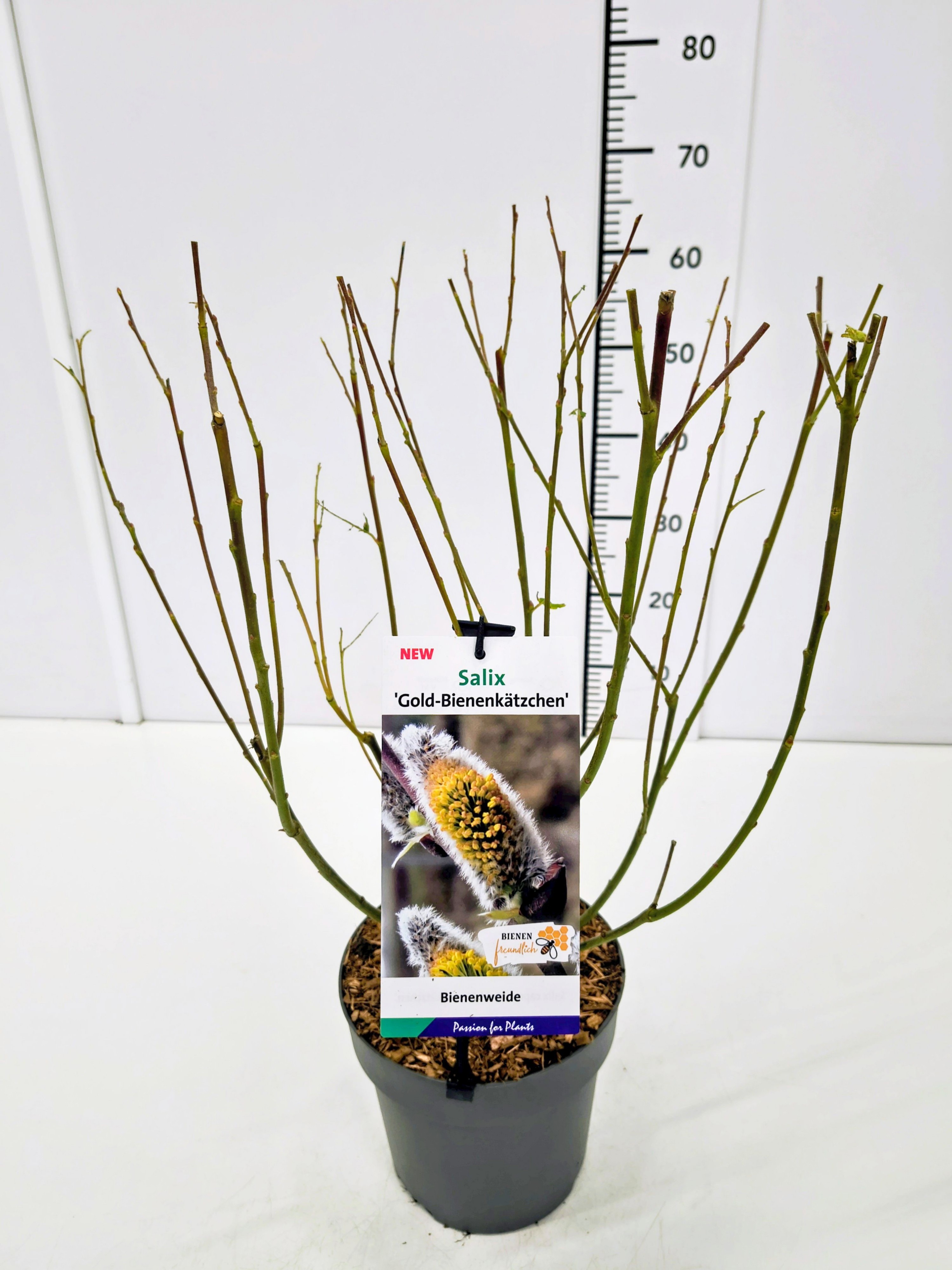 Salix cap. 'Goldbienen Kätzchenweide' (Bögelsack) 40-60C3, D 19