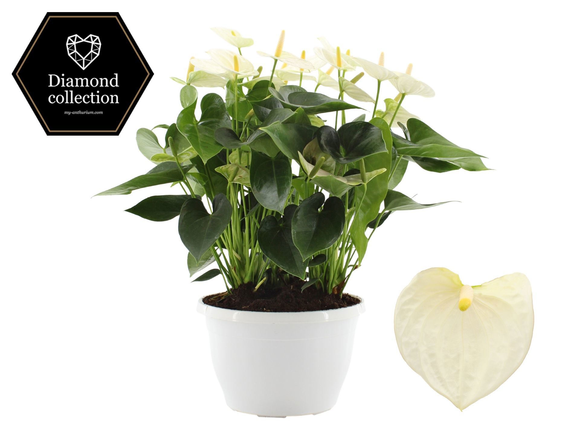 Anthurium 25 cm Cocos in Marly plastic bowl, D 25
