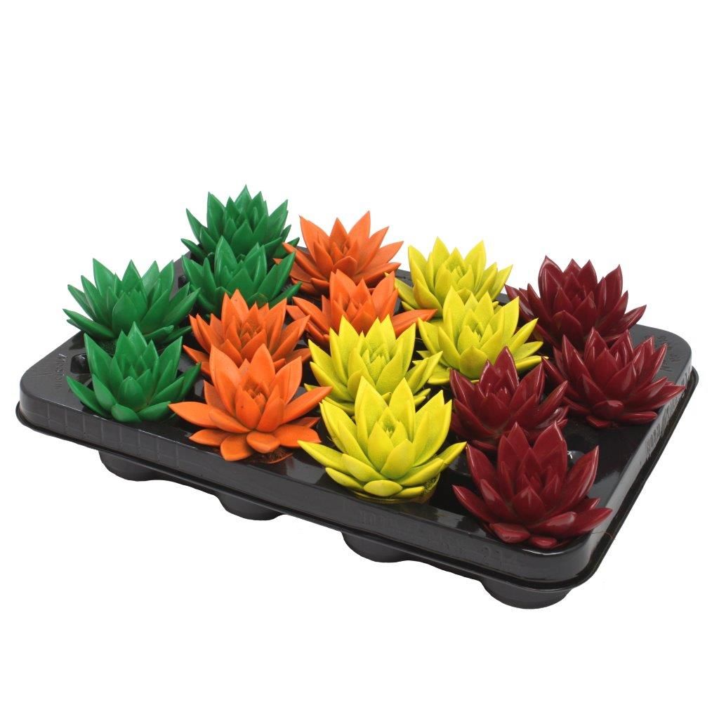 Miranda coloured autumn mix, D 6