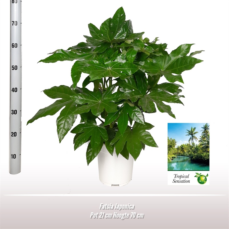 Fatsia Japonica, D 21 cm