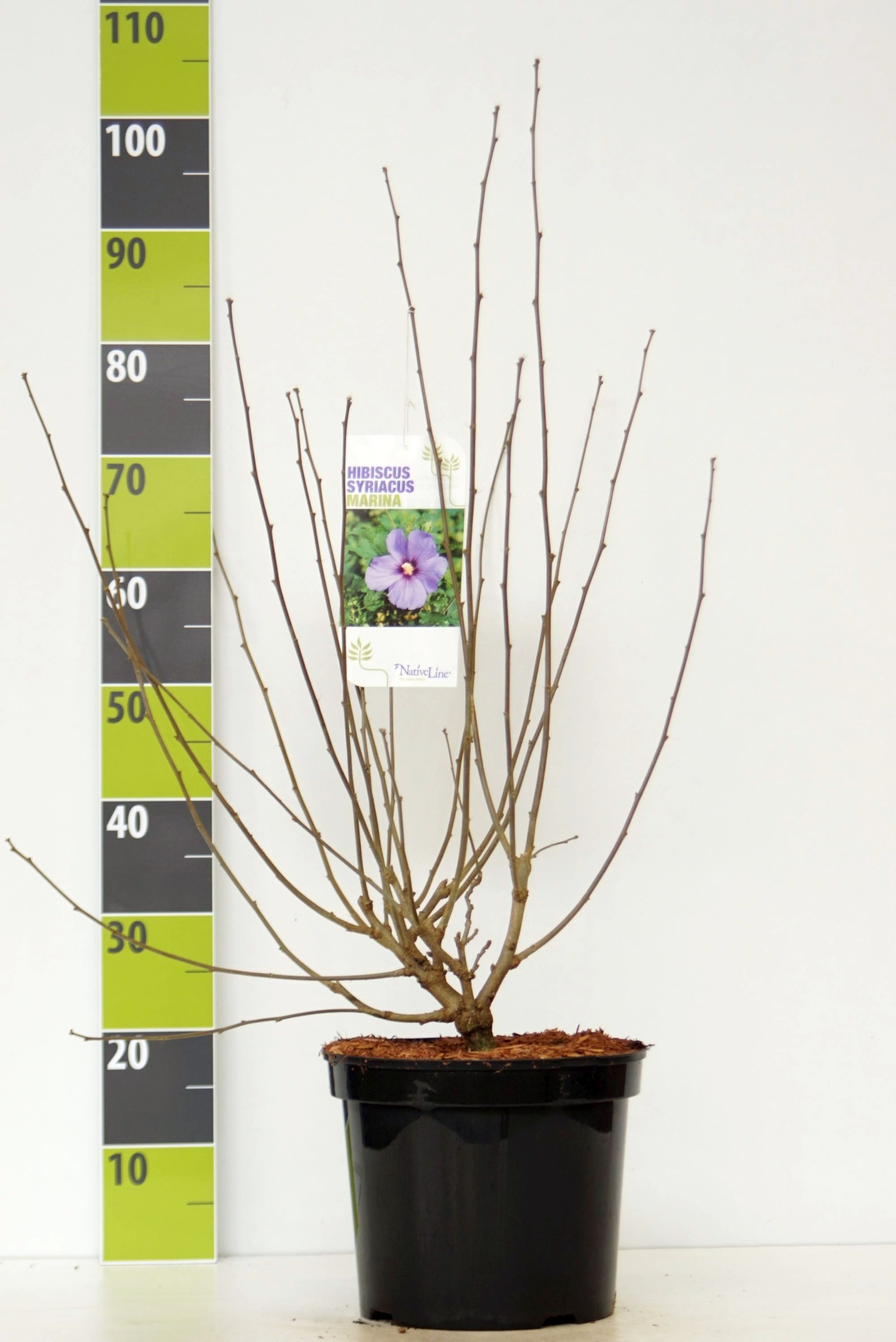 Hibiscus syr. 'Marina' C 7,5, D 27