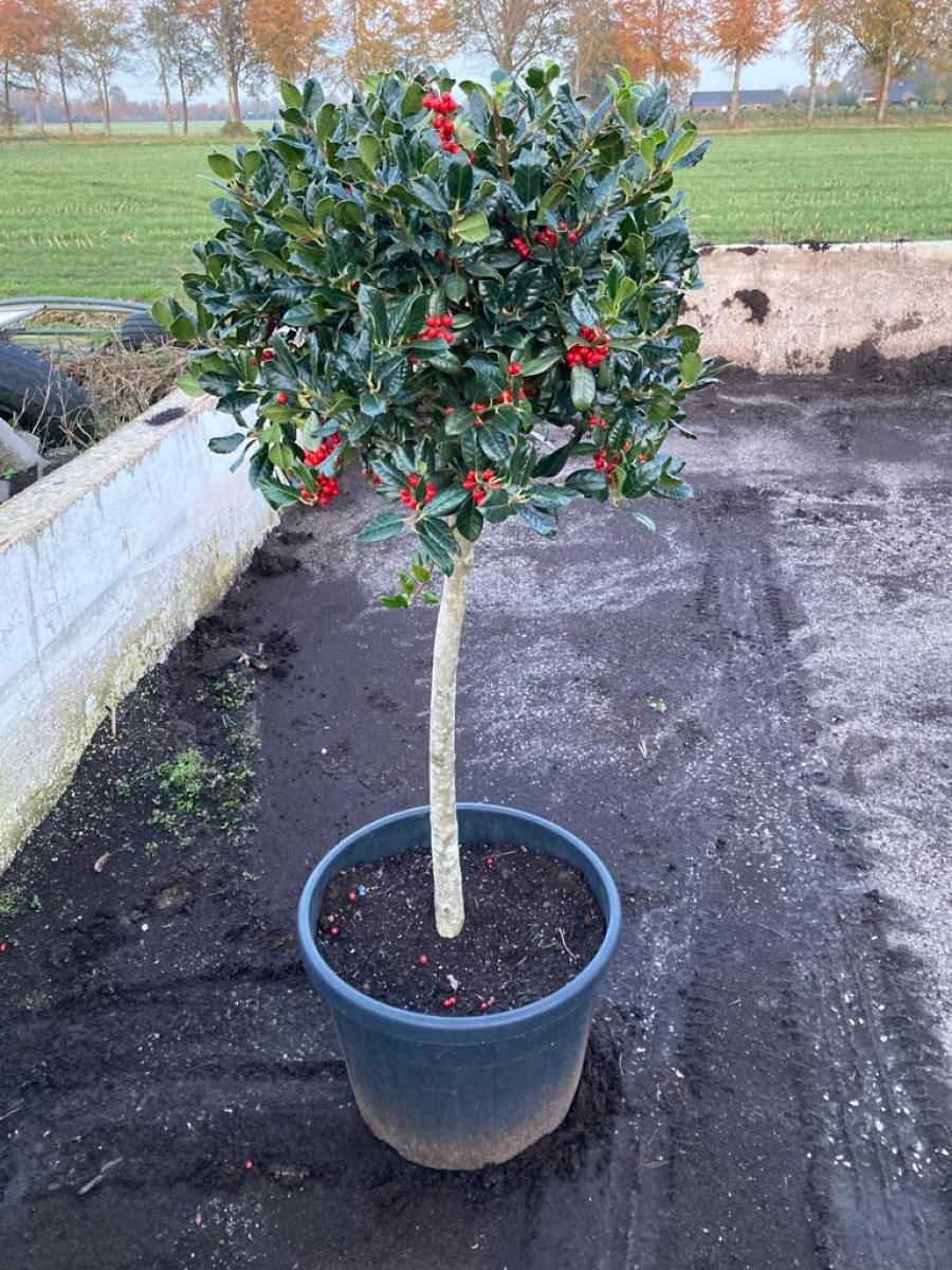Ilex aq. 'J.C. van Tol', D 65