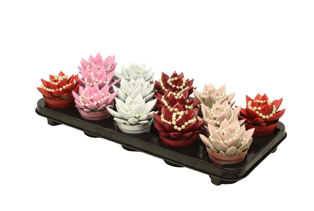 Miranda coloured love + chain mix, D 8,5