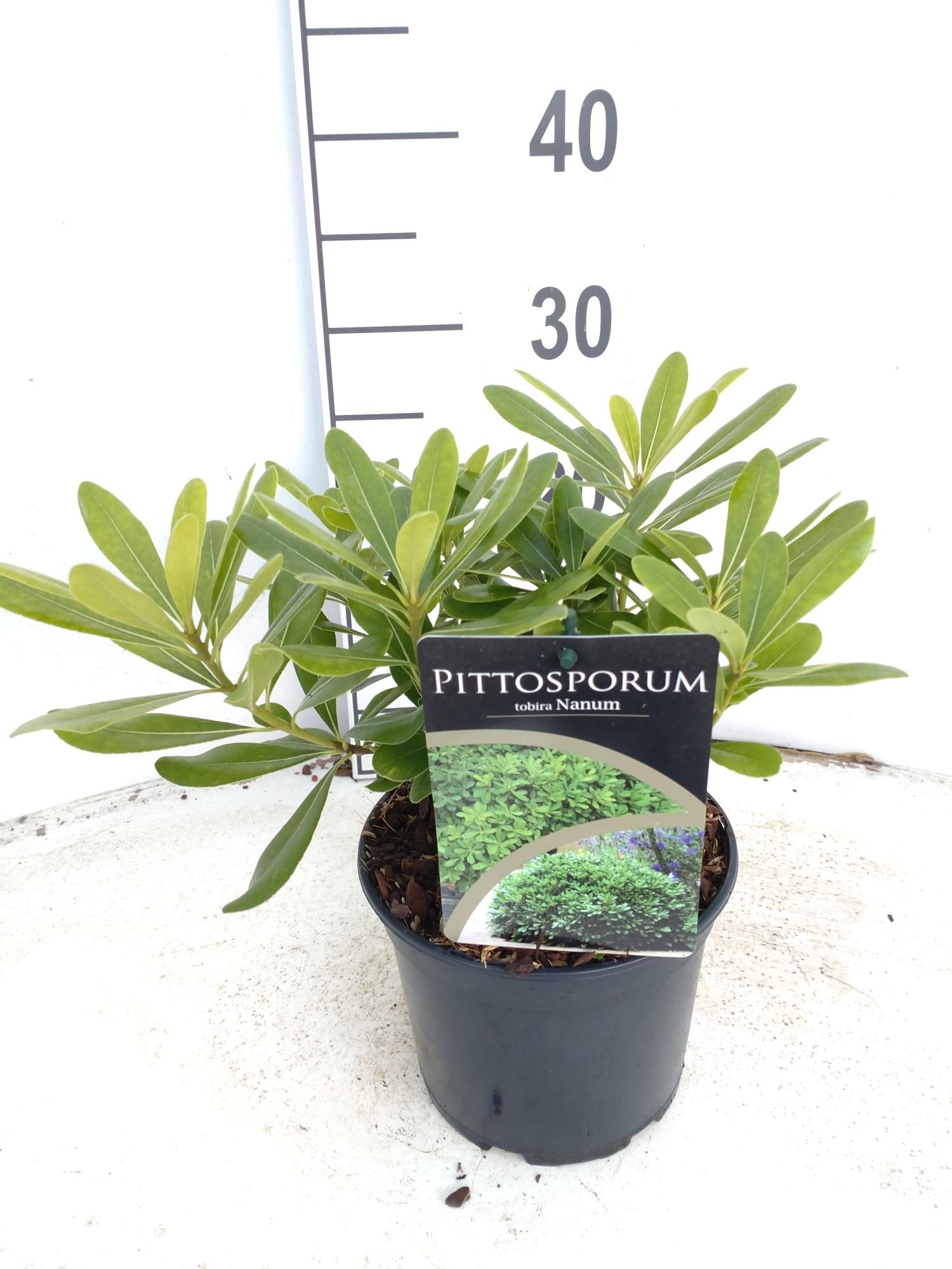 Pittosporum tobira 'Nanum', D 17