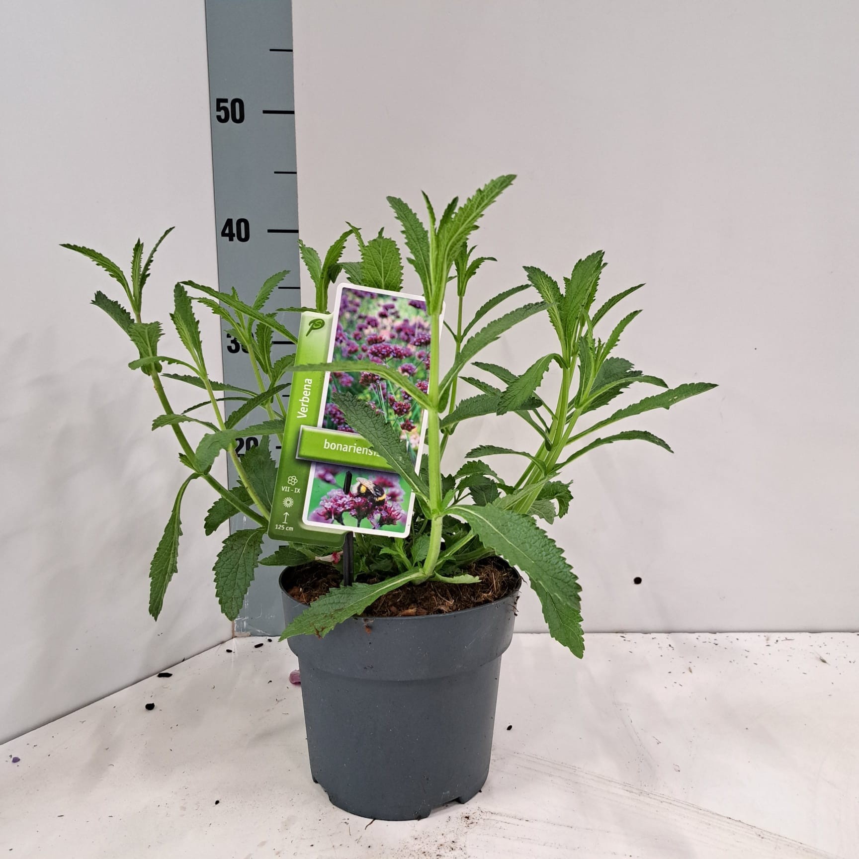 Verbena bonariensis, D 17