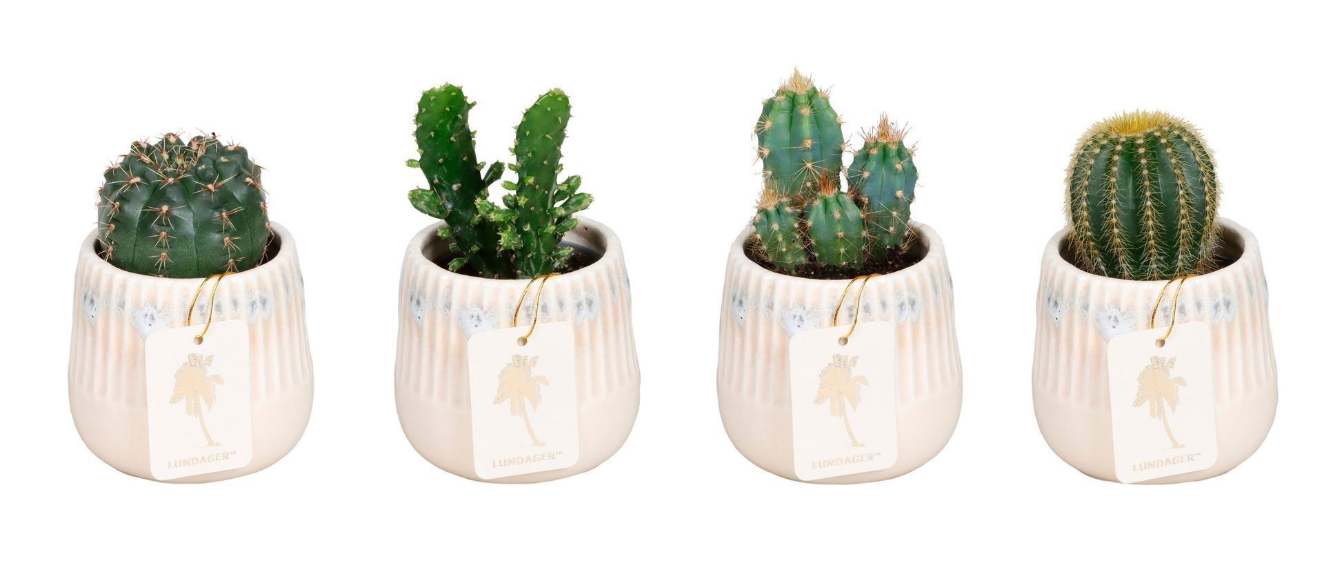 L 67422 With Cactus Mix 6 cm, D 6