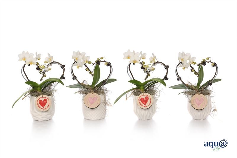 Dolomite p06 White Phal Tiny Dolls heart white 2T12+ Aqu@, D 6