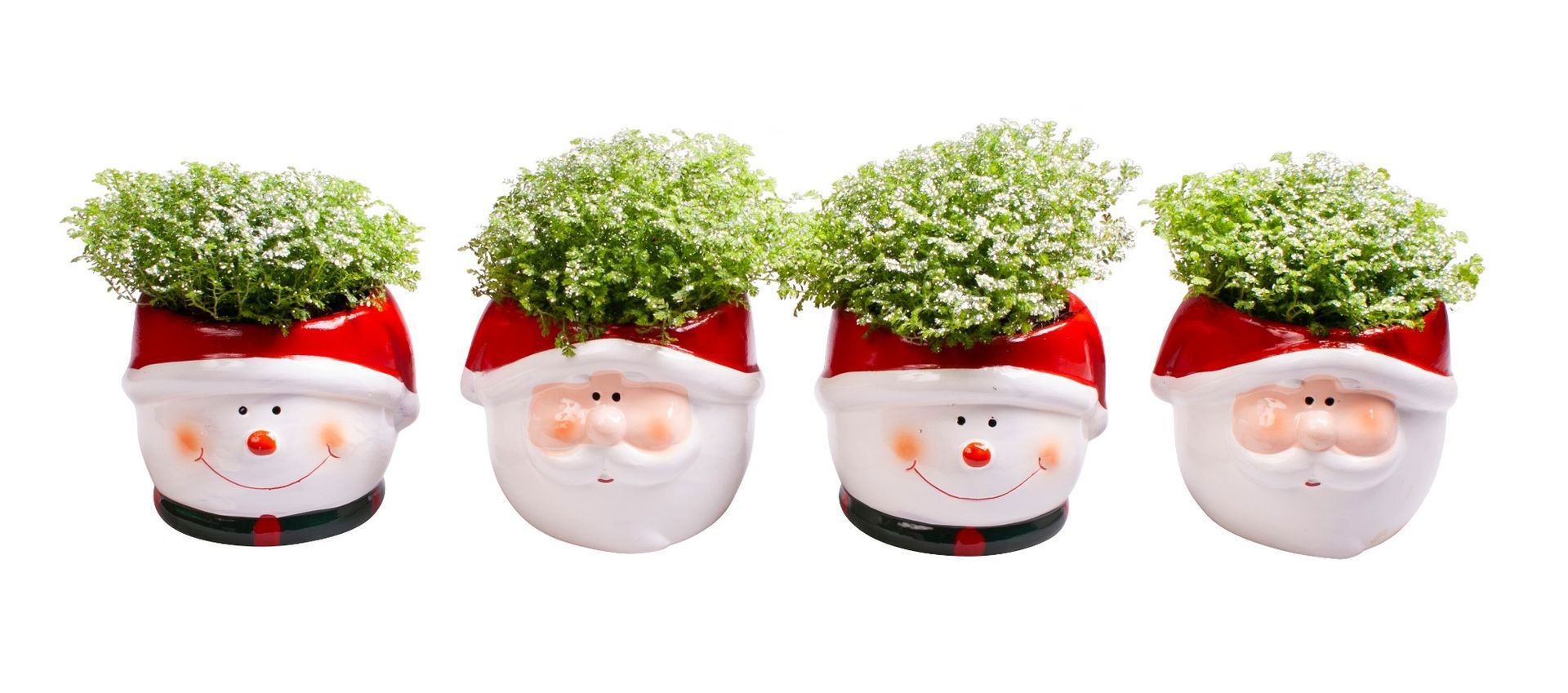 L 65572 Christmas with Selaginella Apoda + Glitter, D 6