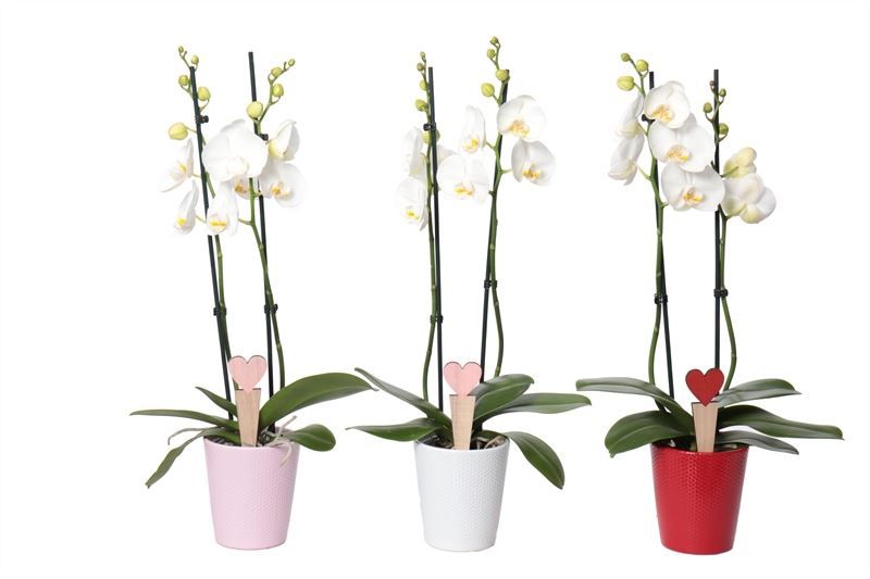 Zoe p12 dots mix candy Phal white 2T14+, D 12