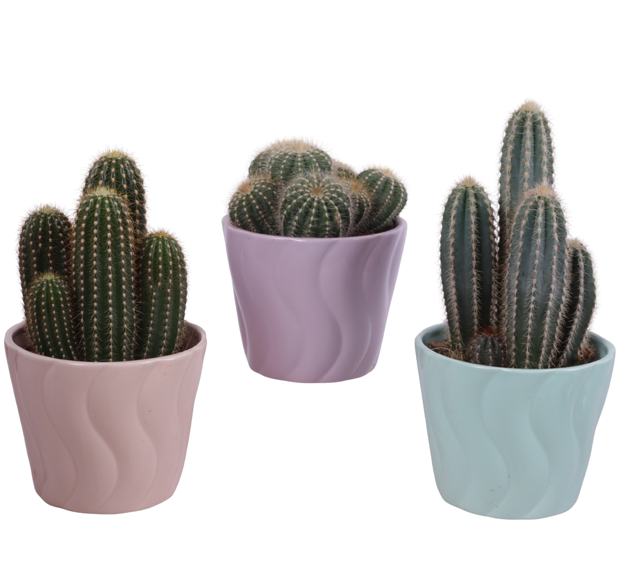 Cactus mix Ø12cm in Ø14cm Ceramic SE662, D 14