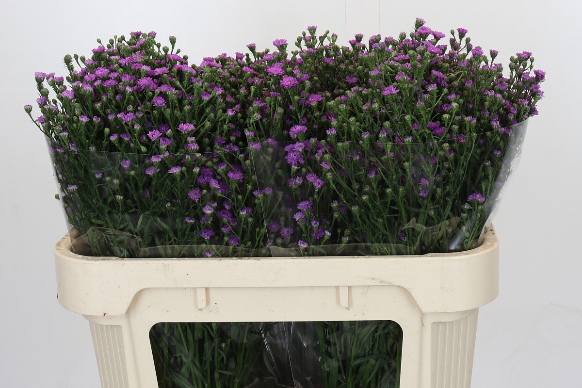 Астер Асти Мини Бэби Пинк 70, шт.