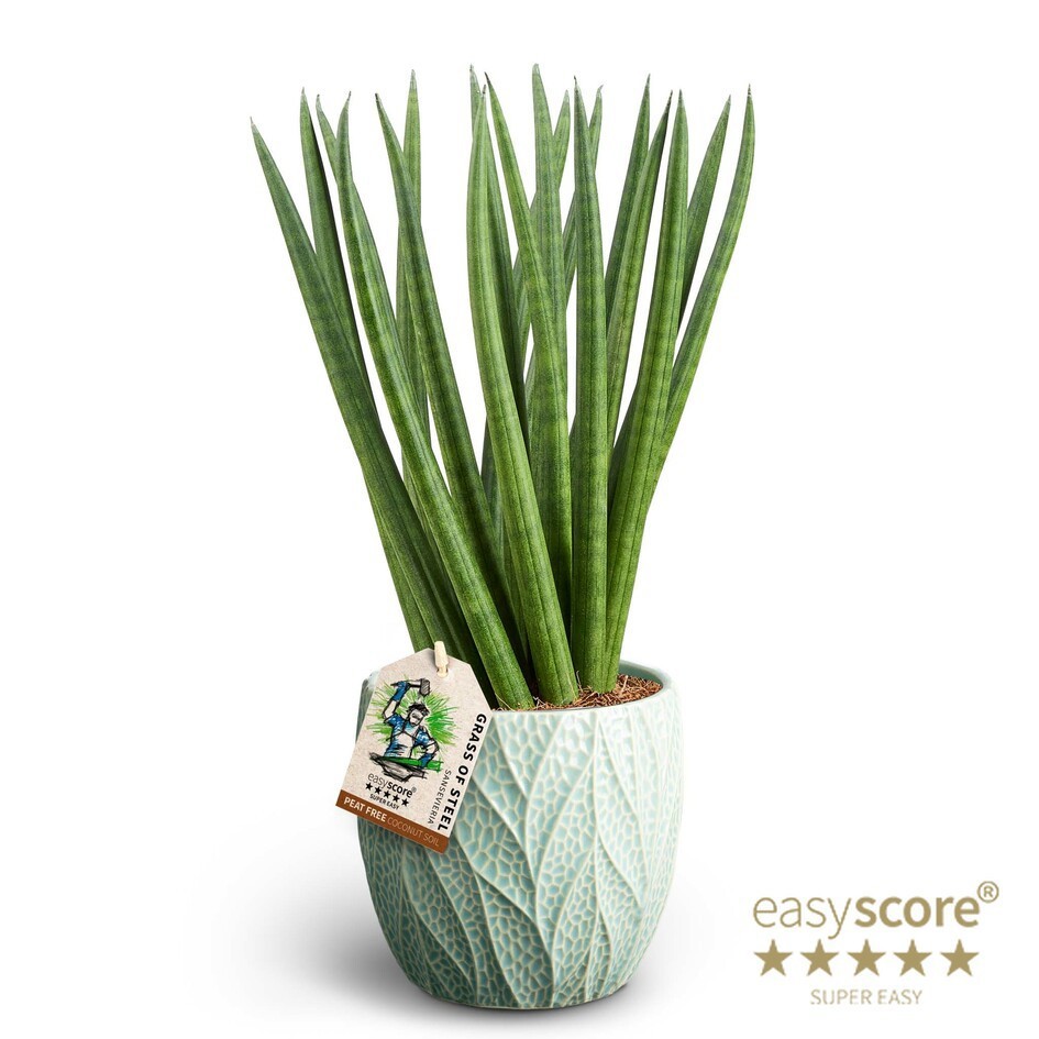 Leaf Ocean, Sansevieria ´Spaghetti´, D 12