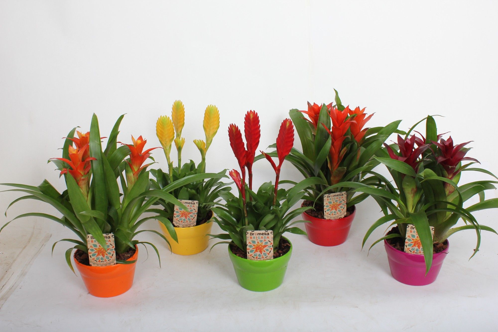 Bromelia in Wave 16 (3pp Guz / 3pp Vries), D 17