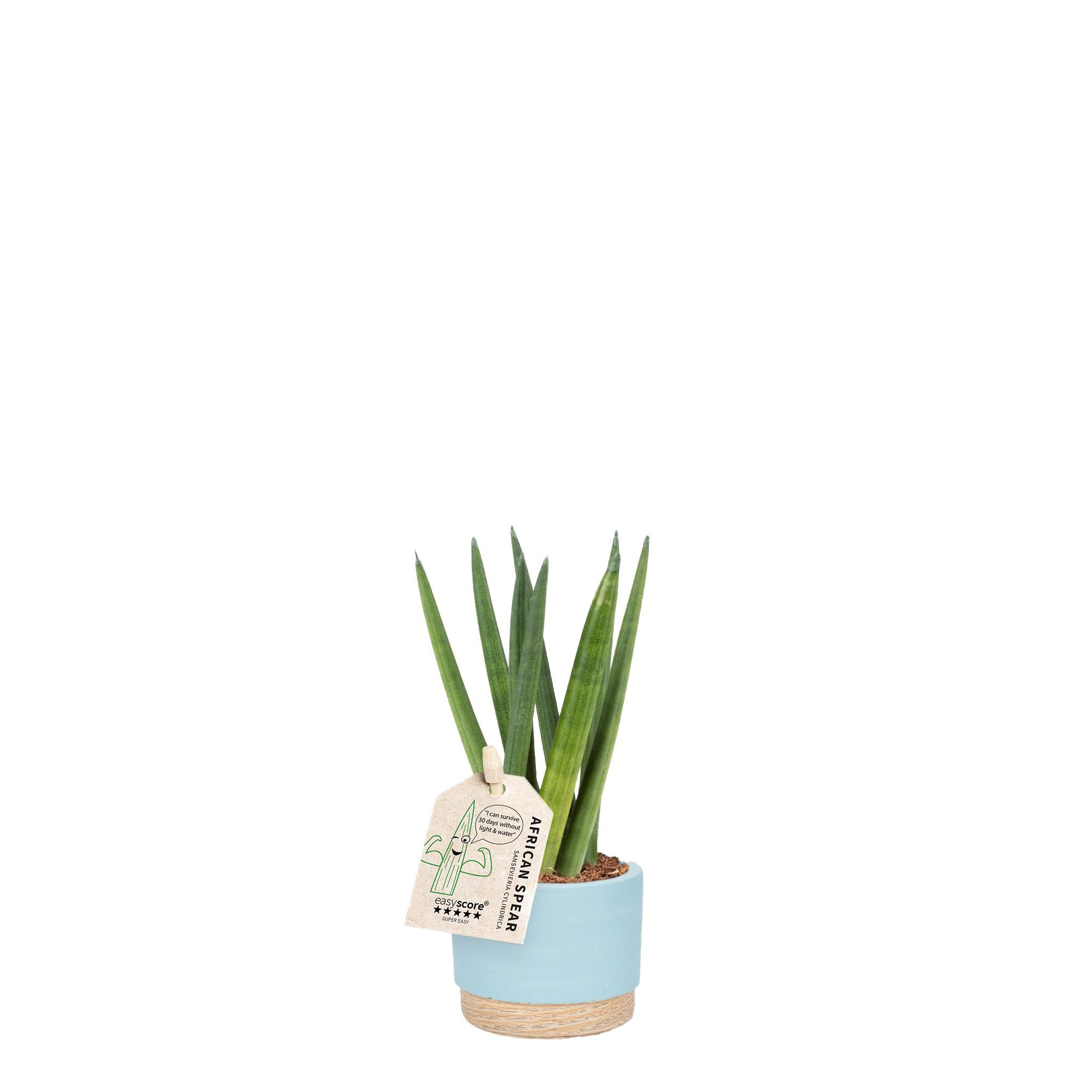 Woodbase Sky Blue, Sansevieria ´Spaghetti´, D 7
