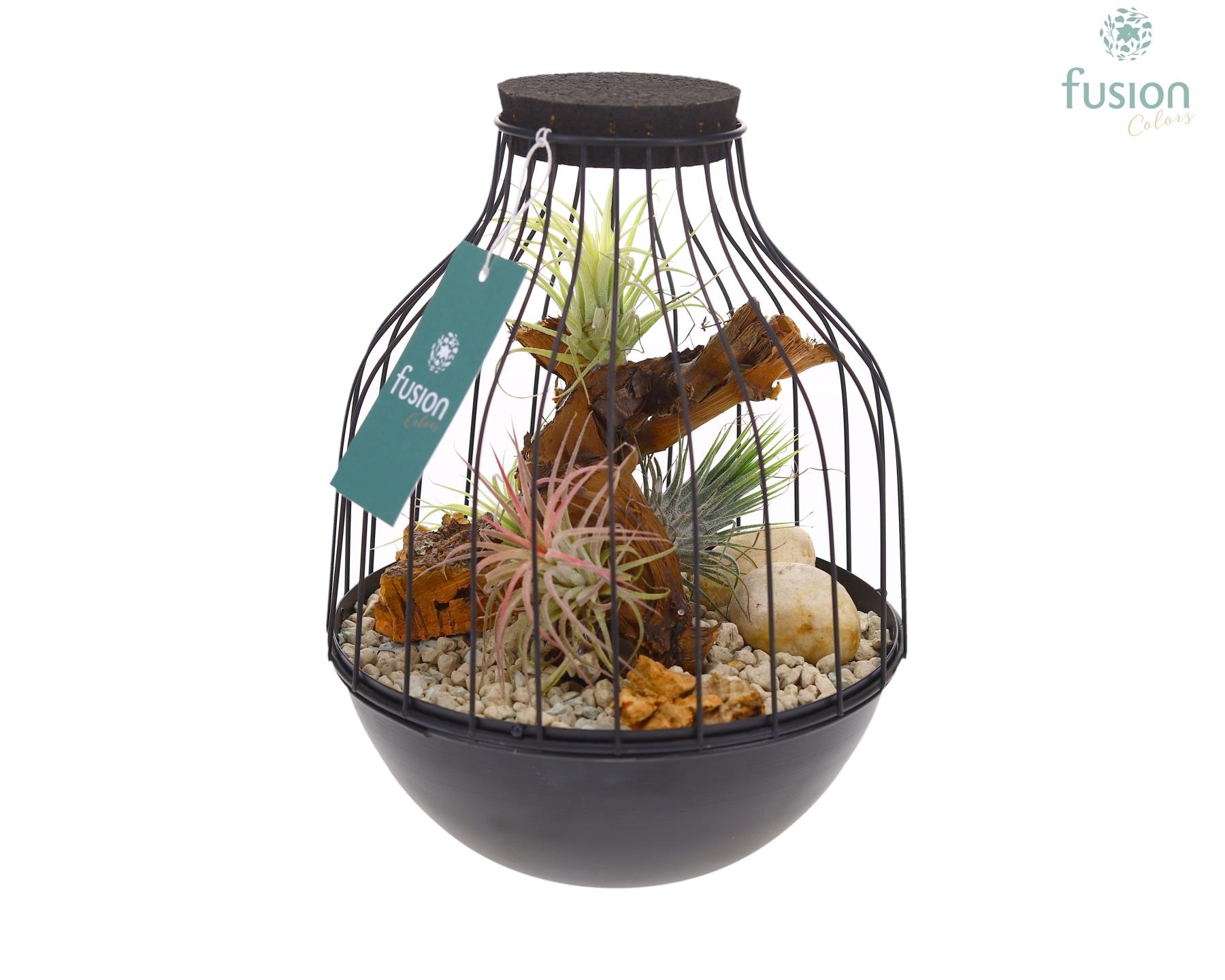 Vogelkooi metaal zwart Medium met Tillandsia Air Plants, D 19