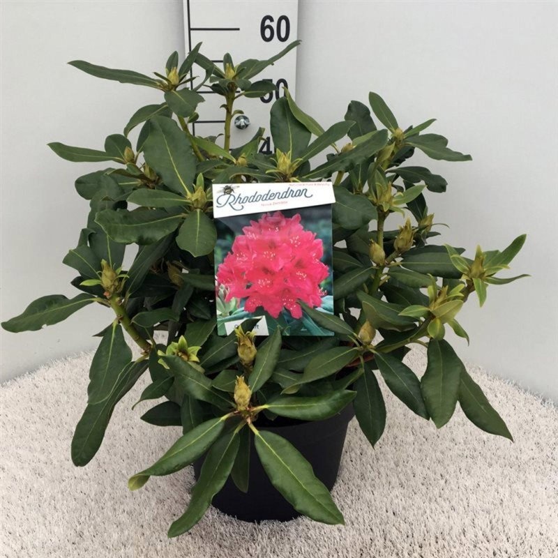 Rhododendron 'Nova Zembla', D 29