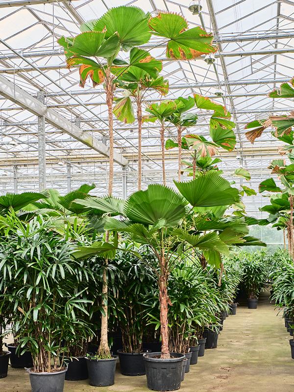 Licuala grandis (450-500), D 40