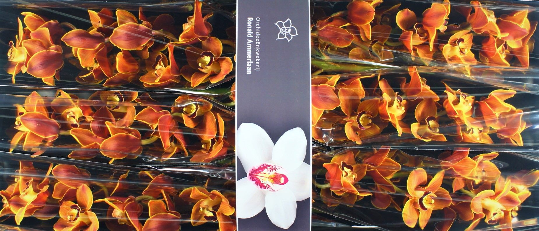 Цимбидиум Манон x6 80, шт.