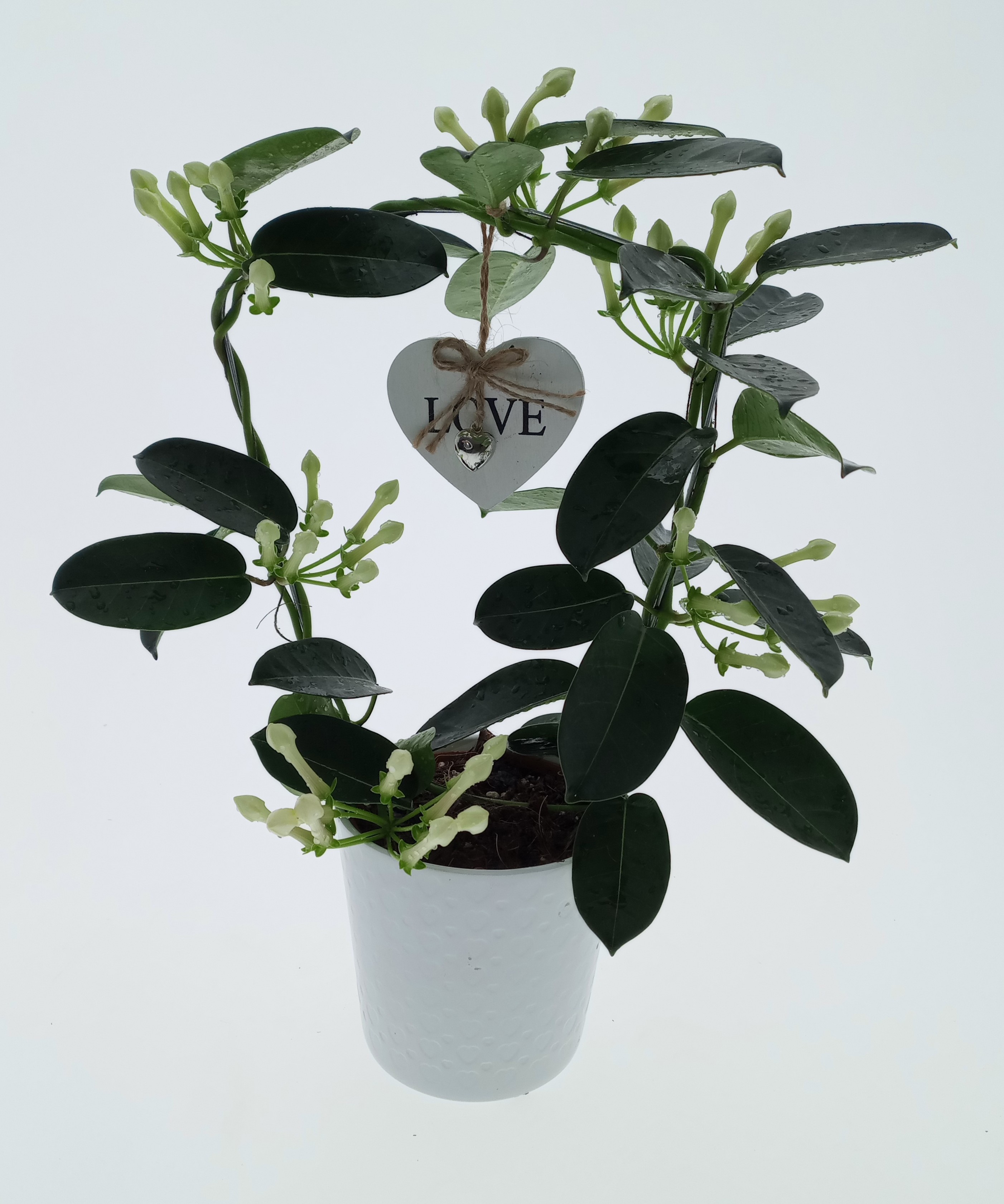 Stephanotis Valentijn 6-9 ker. Tulp met hang Hart, D 12