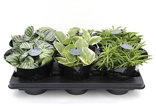 PEPEROMIA-HYBRID 'MIX 6533712', D 12