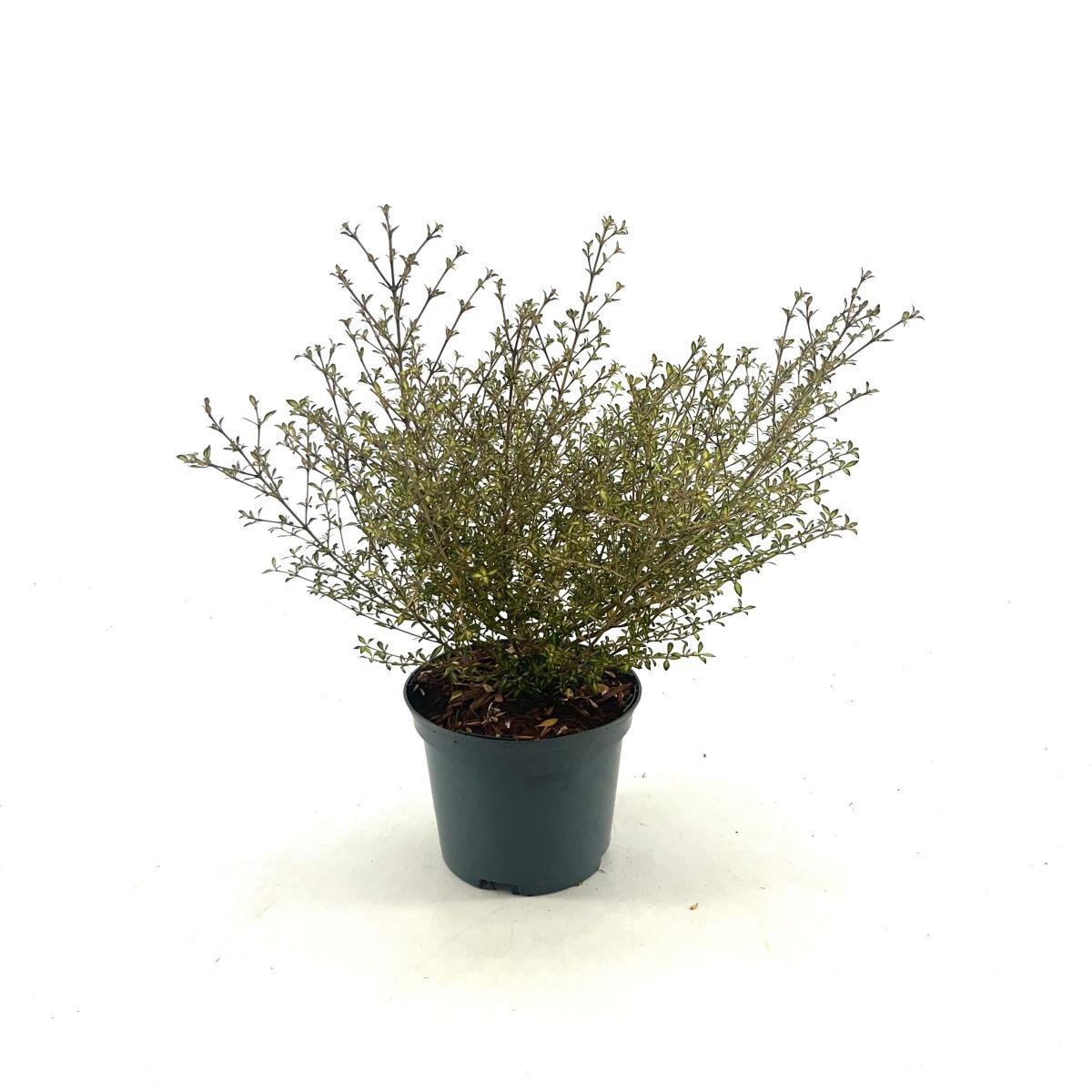 Coprosma 'Beatson's Gold', D 17