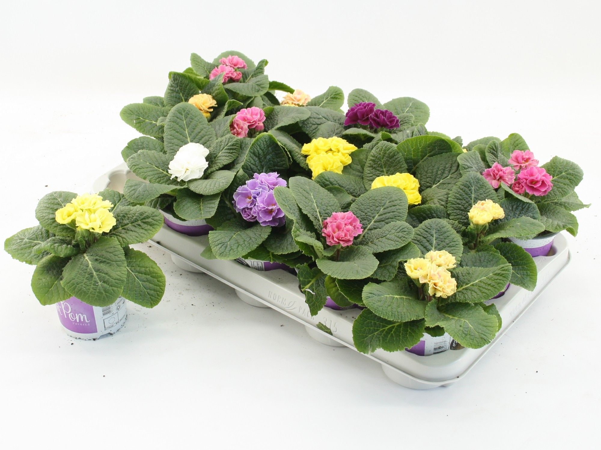 Primula Pom Pom Mixtray, D 10,5