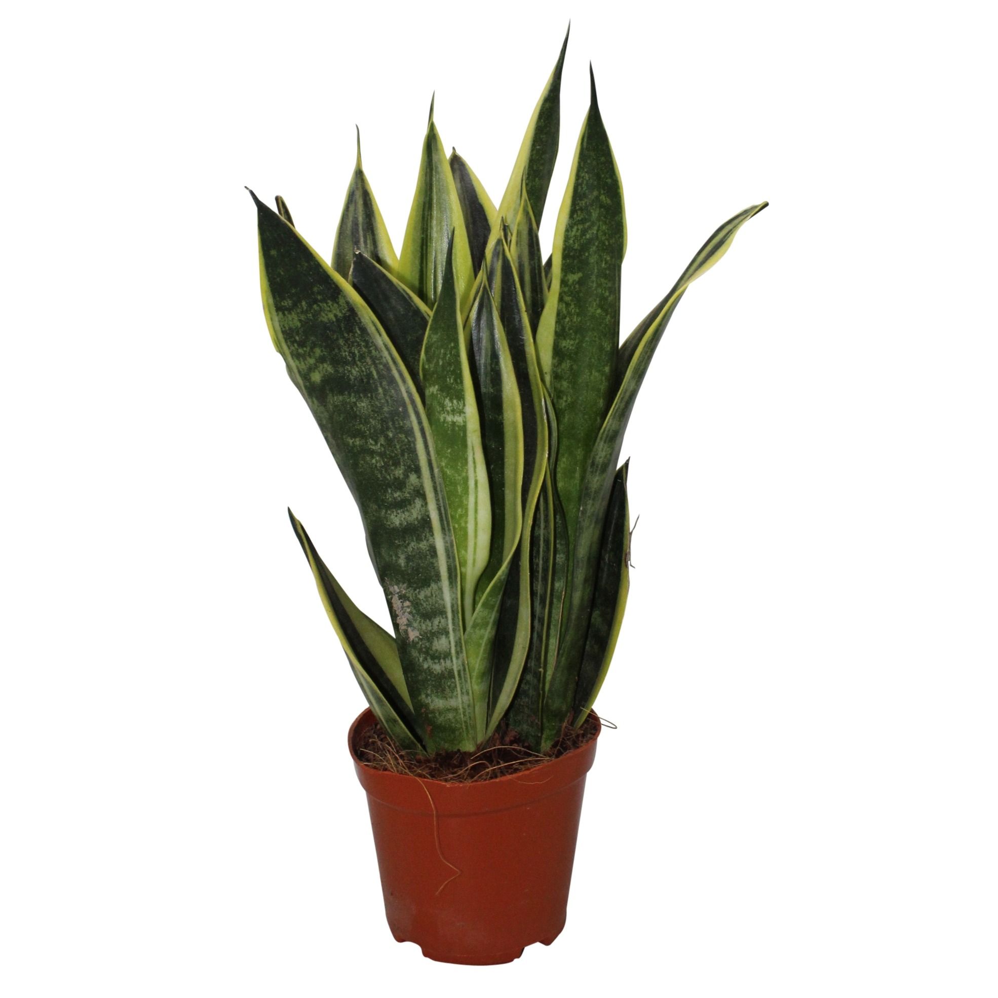 Sansevieria Canary 2pp, D 12
