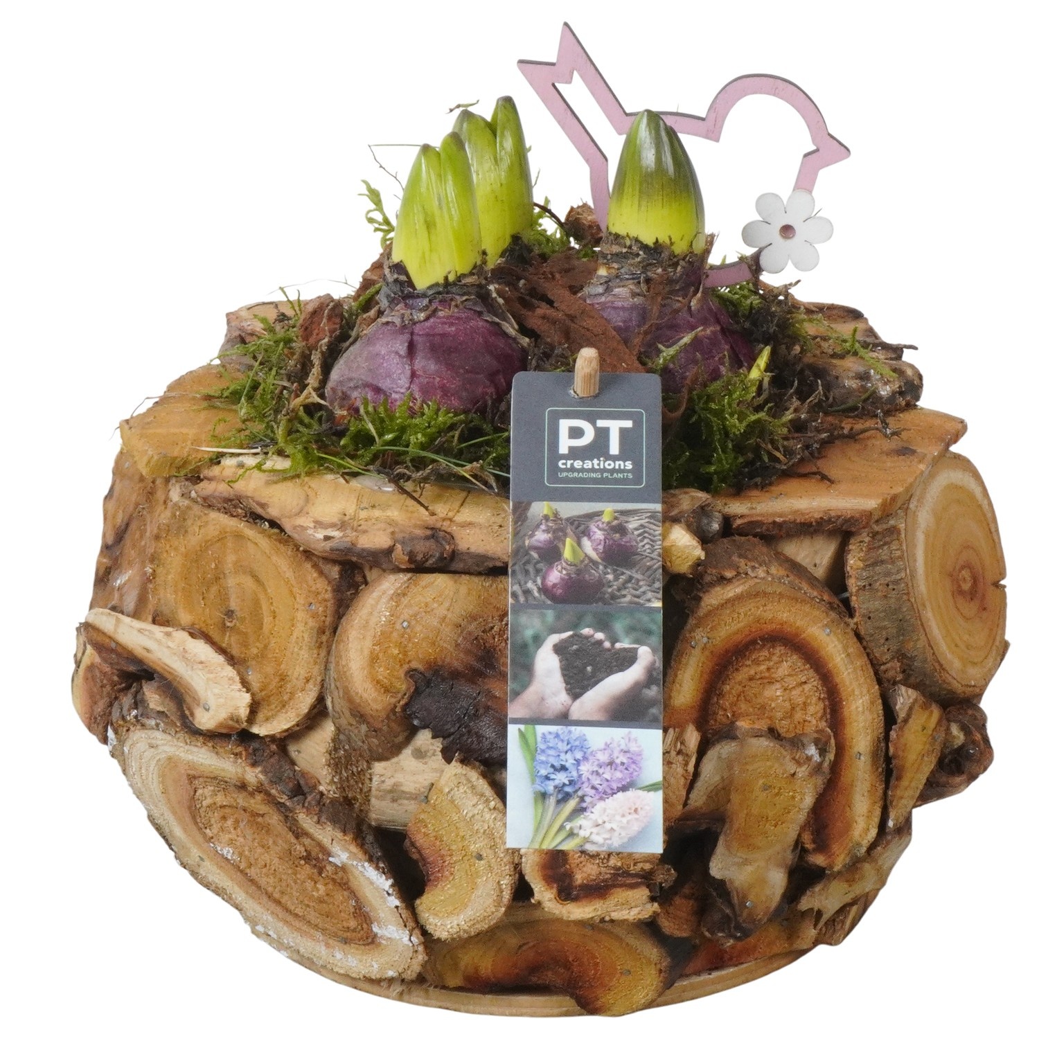 PTHC9180 Arrangement Hyacints in hout pot, D 21