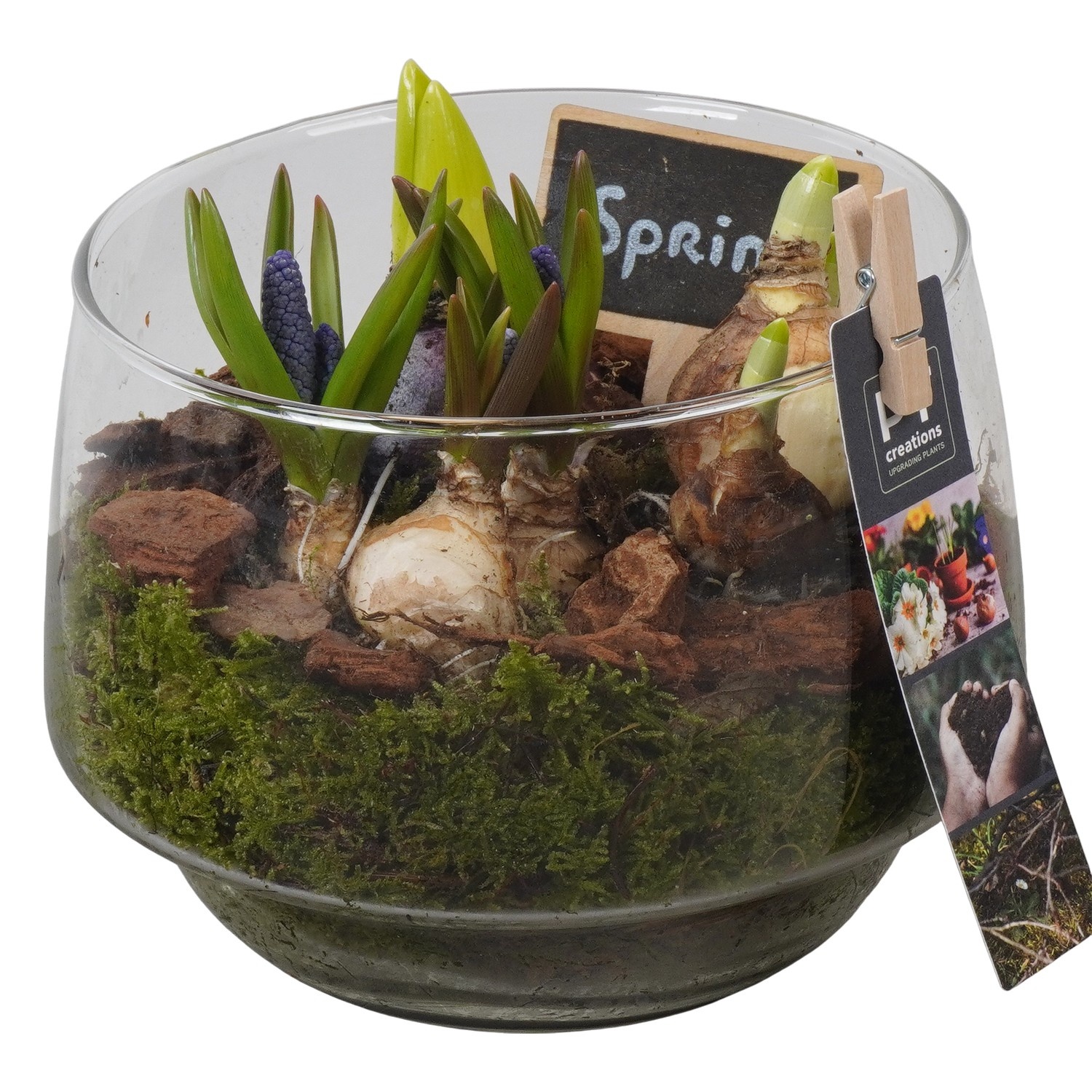 PTBM3943 Arrangement Flower Bulbs Mix in glazen vaas, D 17