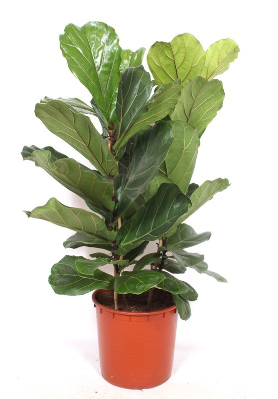 Ficus lyrata 3 per pot, D 34