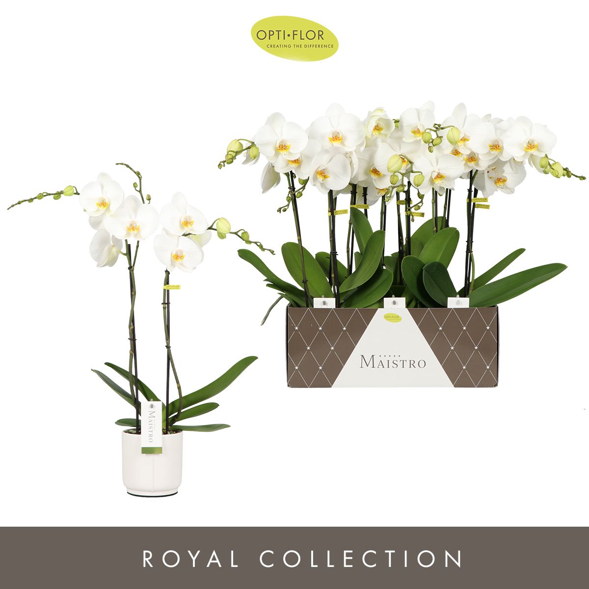 Maistro Verdi 2 spike 60 cm in Lazio White, D 12 cm