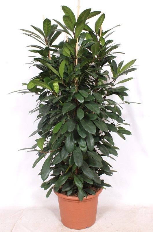 Ficus Cyathistipula 4pp, D 45
