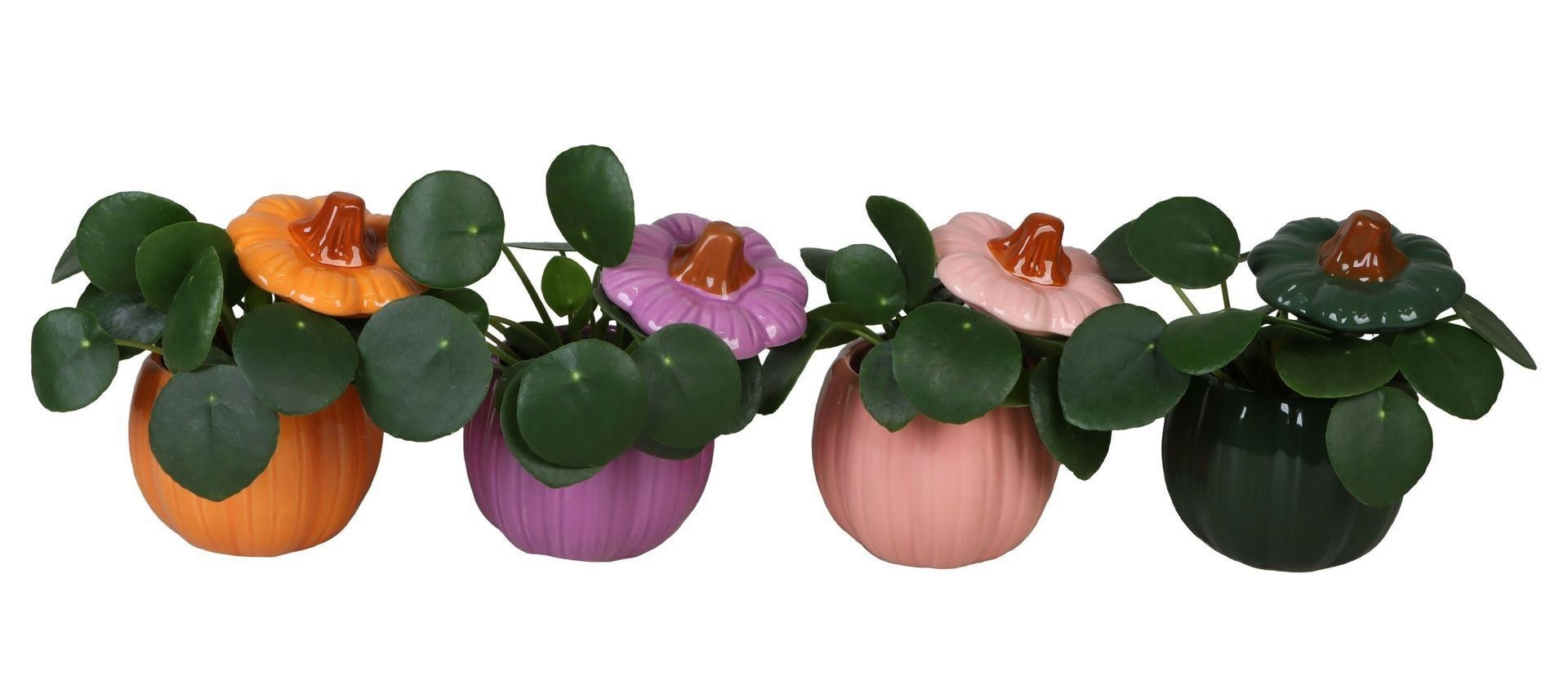 L 66516 With Pilea Peperomides 6 cm, D 6