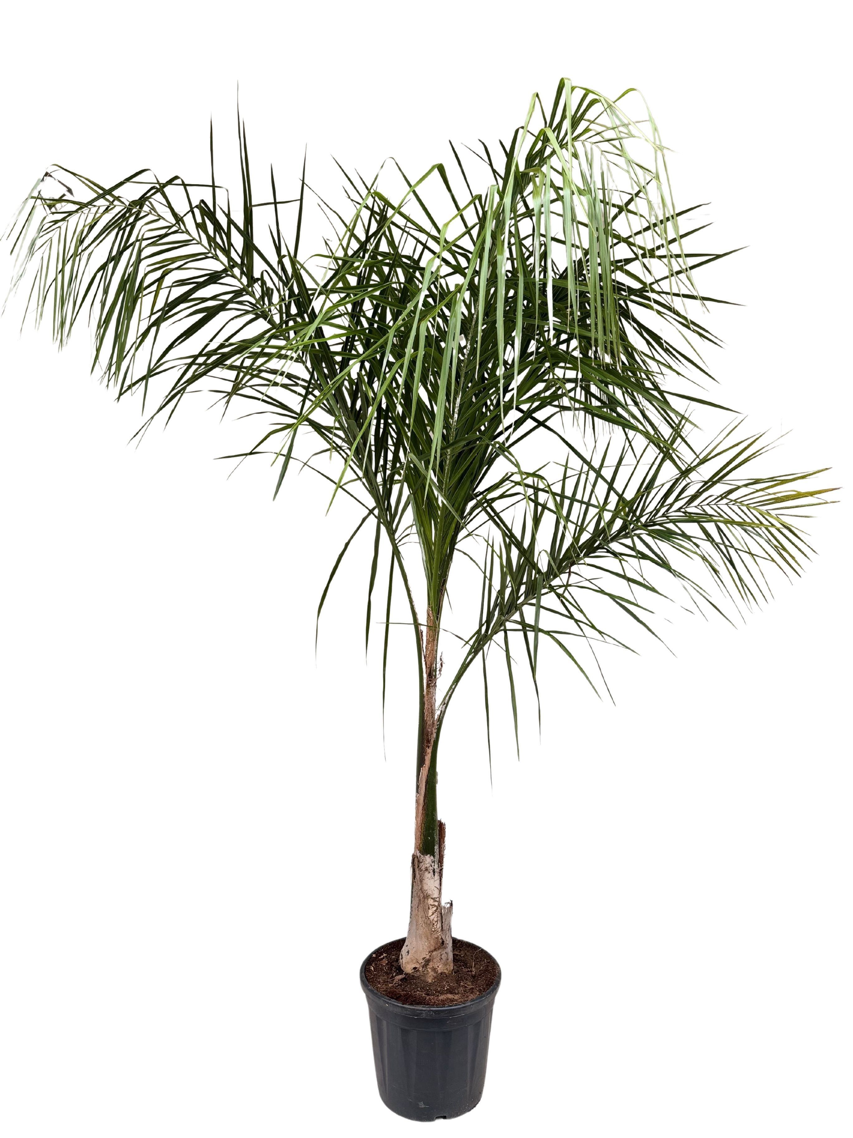 Syagrus romanzoffiana P35, D 35