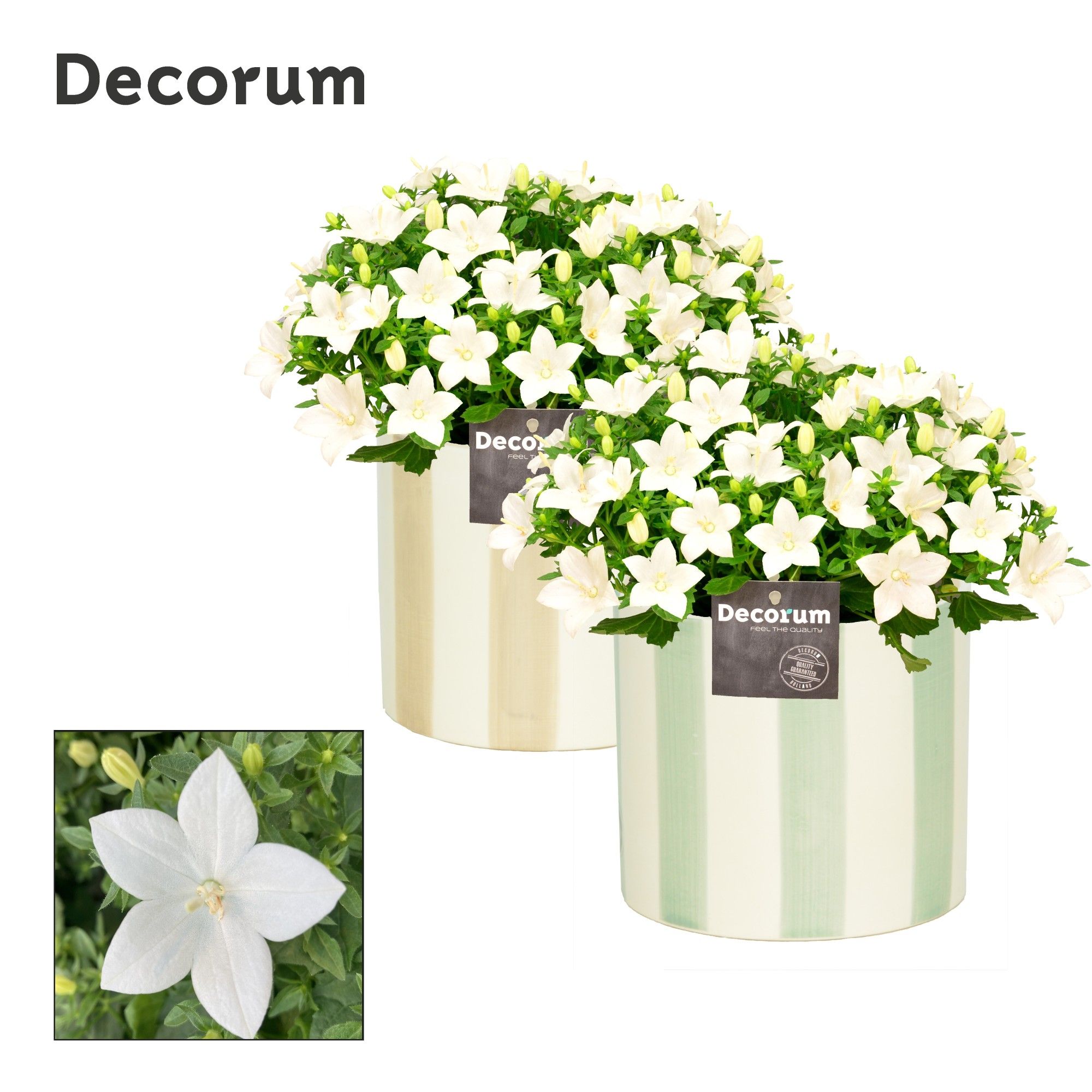 Campanula 'Atlanta' Decorum Eline, D 14