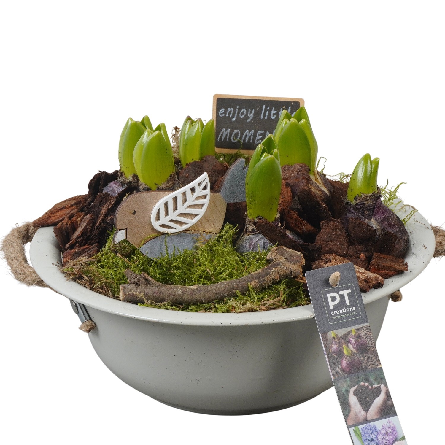 PTHC9106 Arrangement Hyacints in zink schaal, D 24